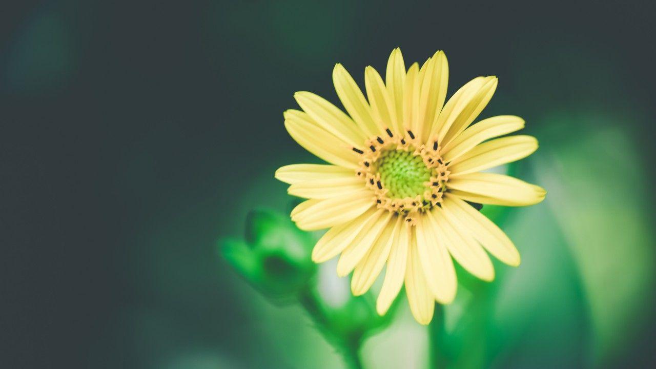 1280x720 Wallpaper Daisies, 4k, HD Wallpaper, Flowers, Macro, Wallpaper & Background Download