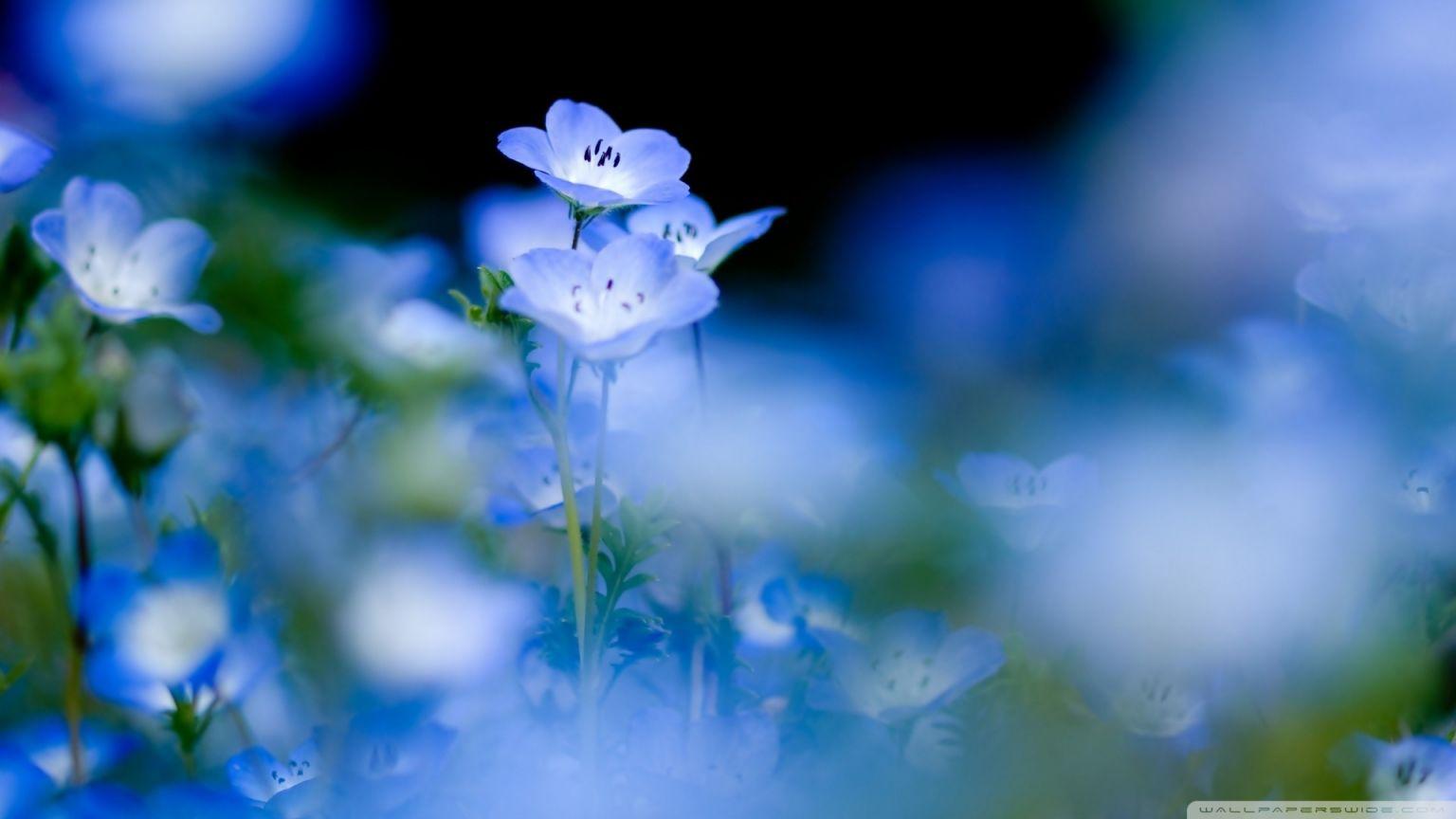 1536x864 Free download Blue Flowers Macro 2 Wallpaper 1920x1080 Blue Flowers Macro 2 [1920x1080] for your Desktop, Mobile & Tablet. Explore Blue Flower Wallpaper. Free Flower Wallpaper, Blue Wallpaper with