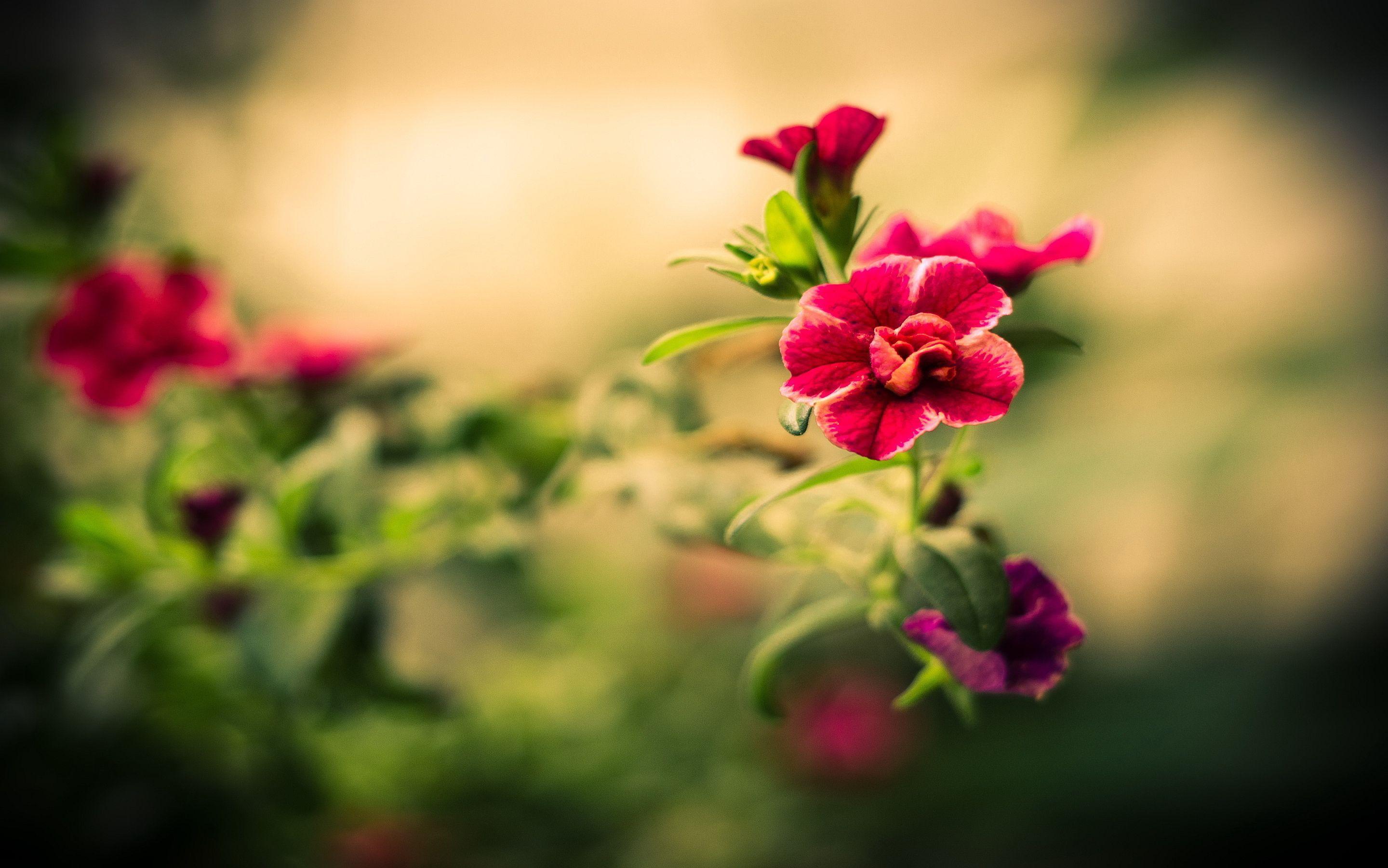 2880x1800 Red Flowers (2880×1800). Beautiful Flowers Wallpaper, Flower Desktop Wallpaper, Beautiful Flowers Picture