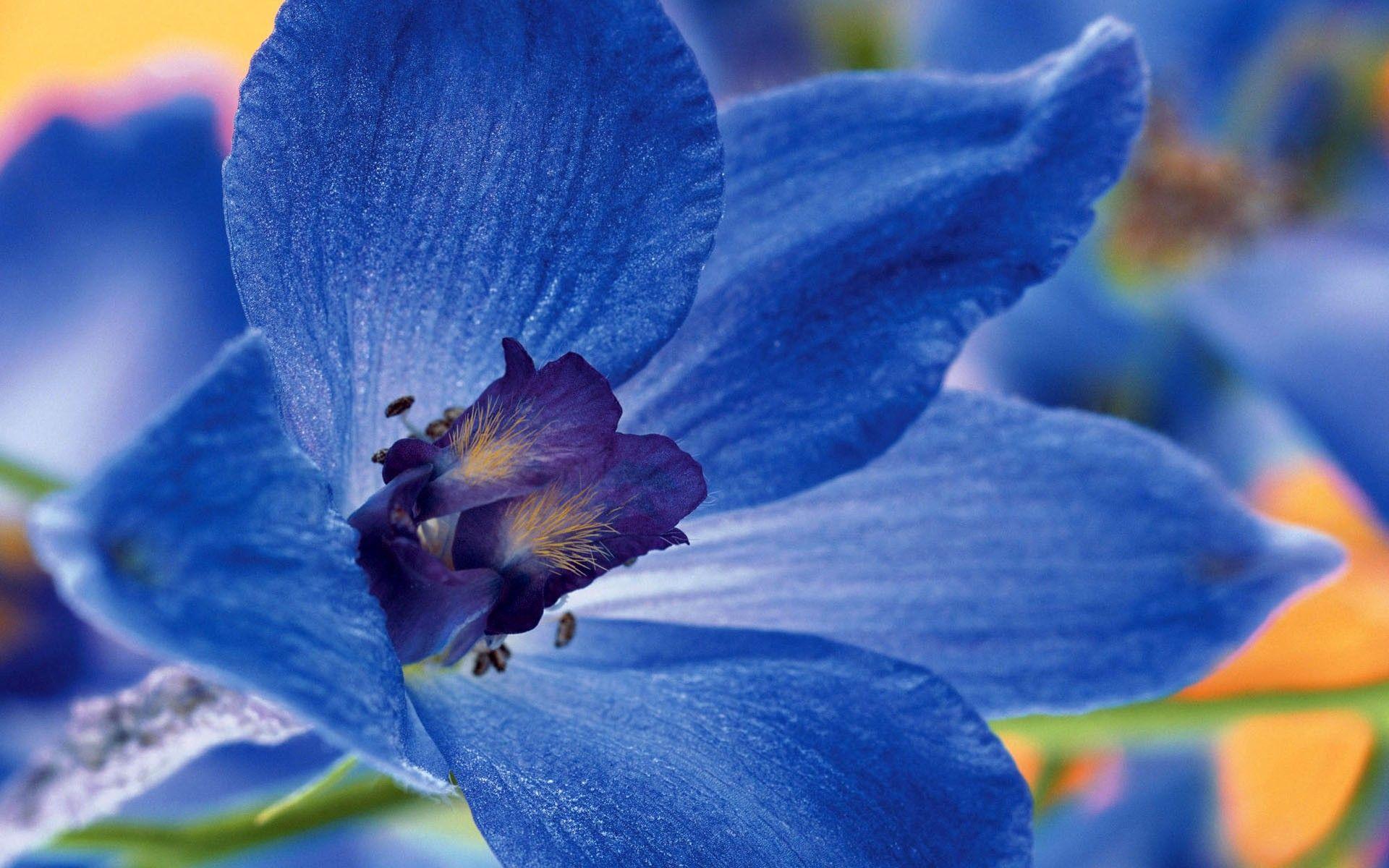 1920x1200 Daily Wallpaper: Blue Flower. I Like To Waste My Time
