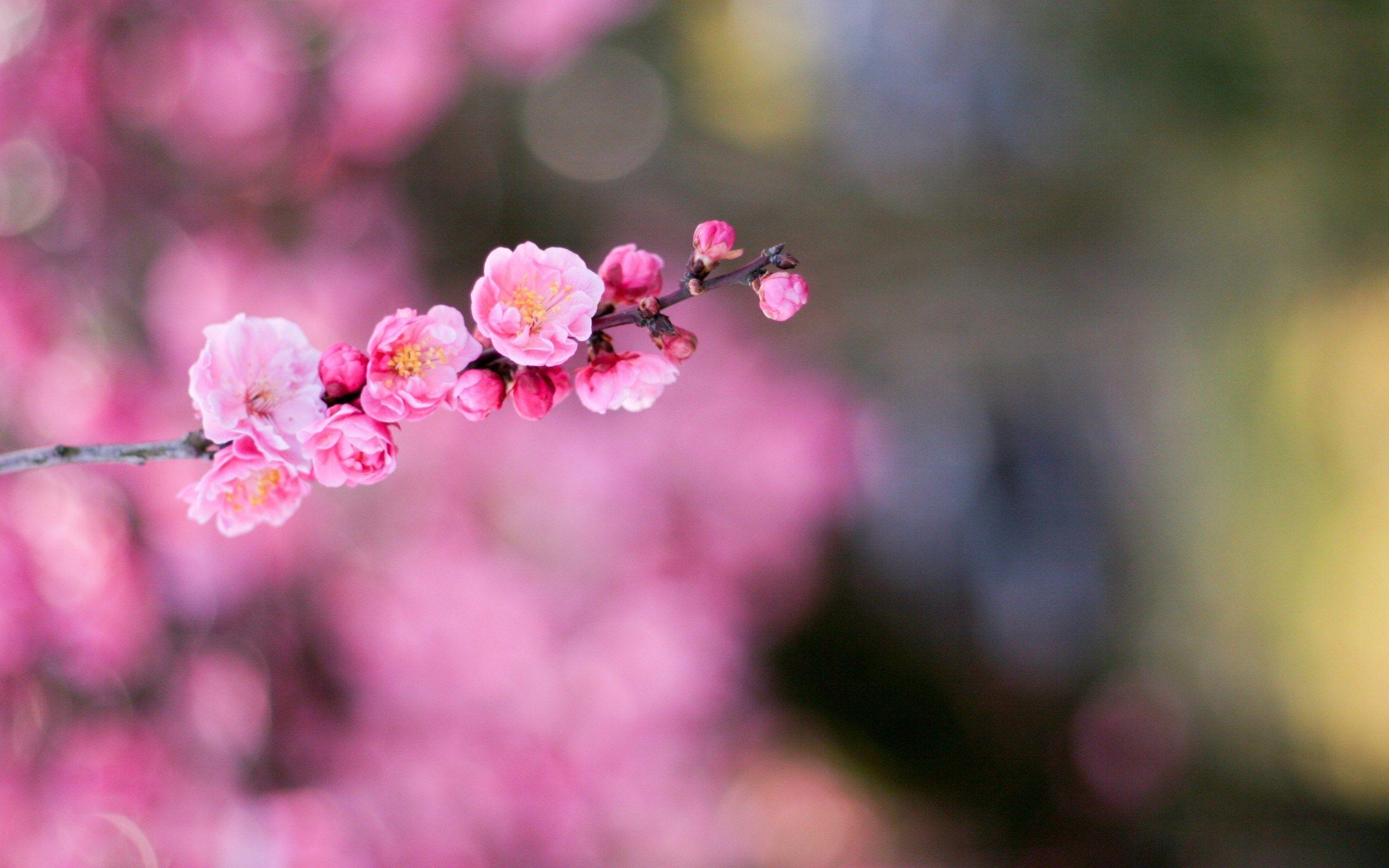 2560x1600 Macro Background. Macro Background, Crocus Macro Wallpaper and Macro Wallpaper