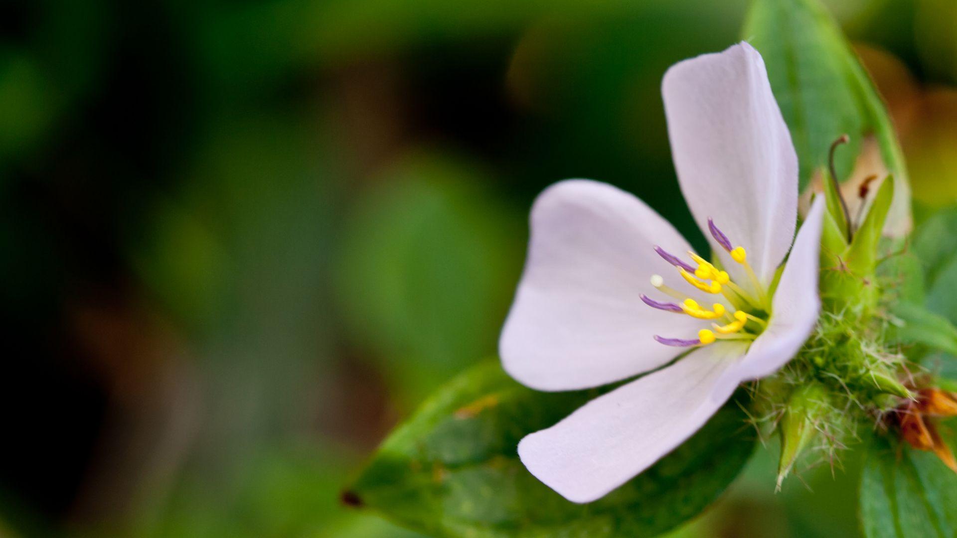 1920x1080 Flower Macro HD wallpaper « HD Wallpaper