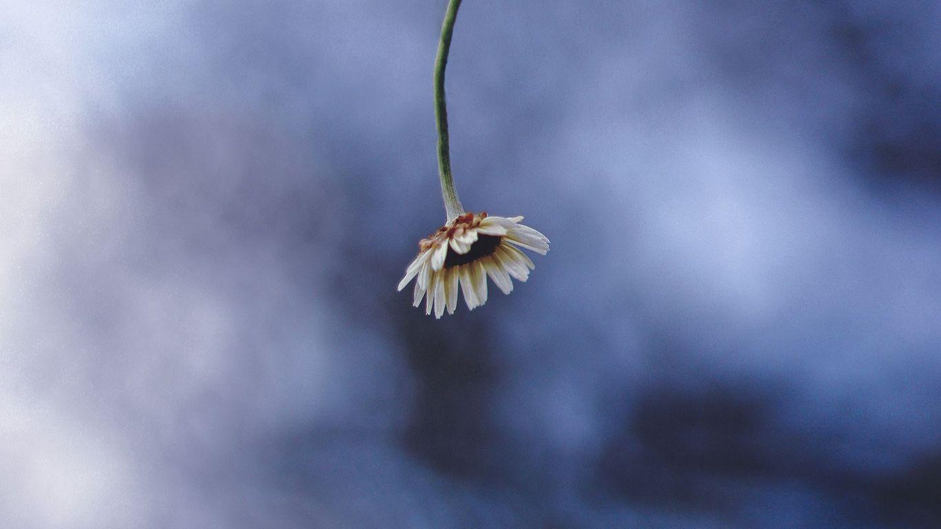 1366x768 Chamomile, Flower, Macro, Wallpaper Free Download For Desktop