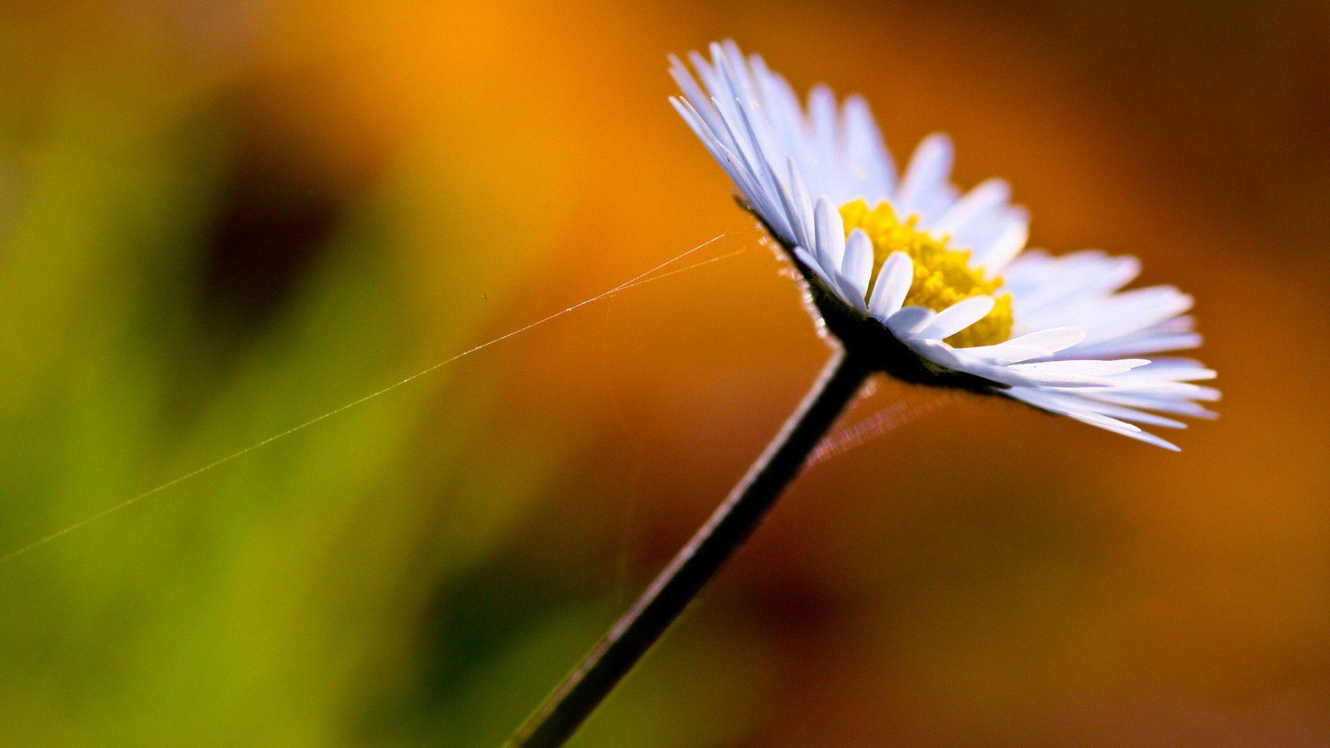 1920x1080 Stunning Macro Flowers Wallpaper