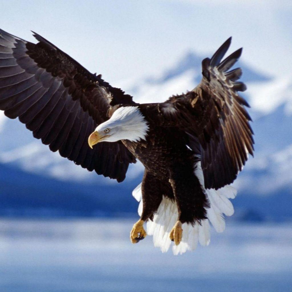 1024x1024 Bald eagle. description bald eagle width 1024 pixels height 1024