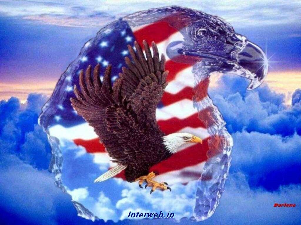 1024x768 American Bald Eagle, HDQ Wallpaper For Free
