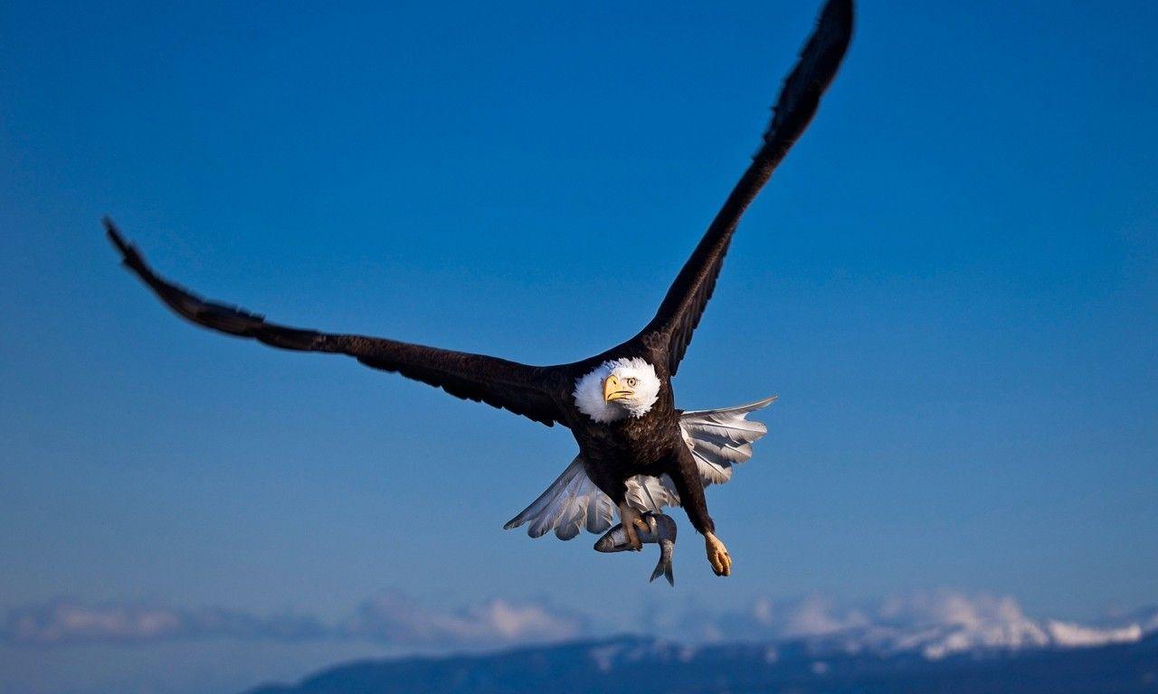 1280x768 Flying Bald Eagle Wallpaper HD :