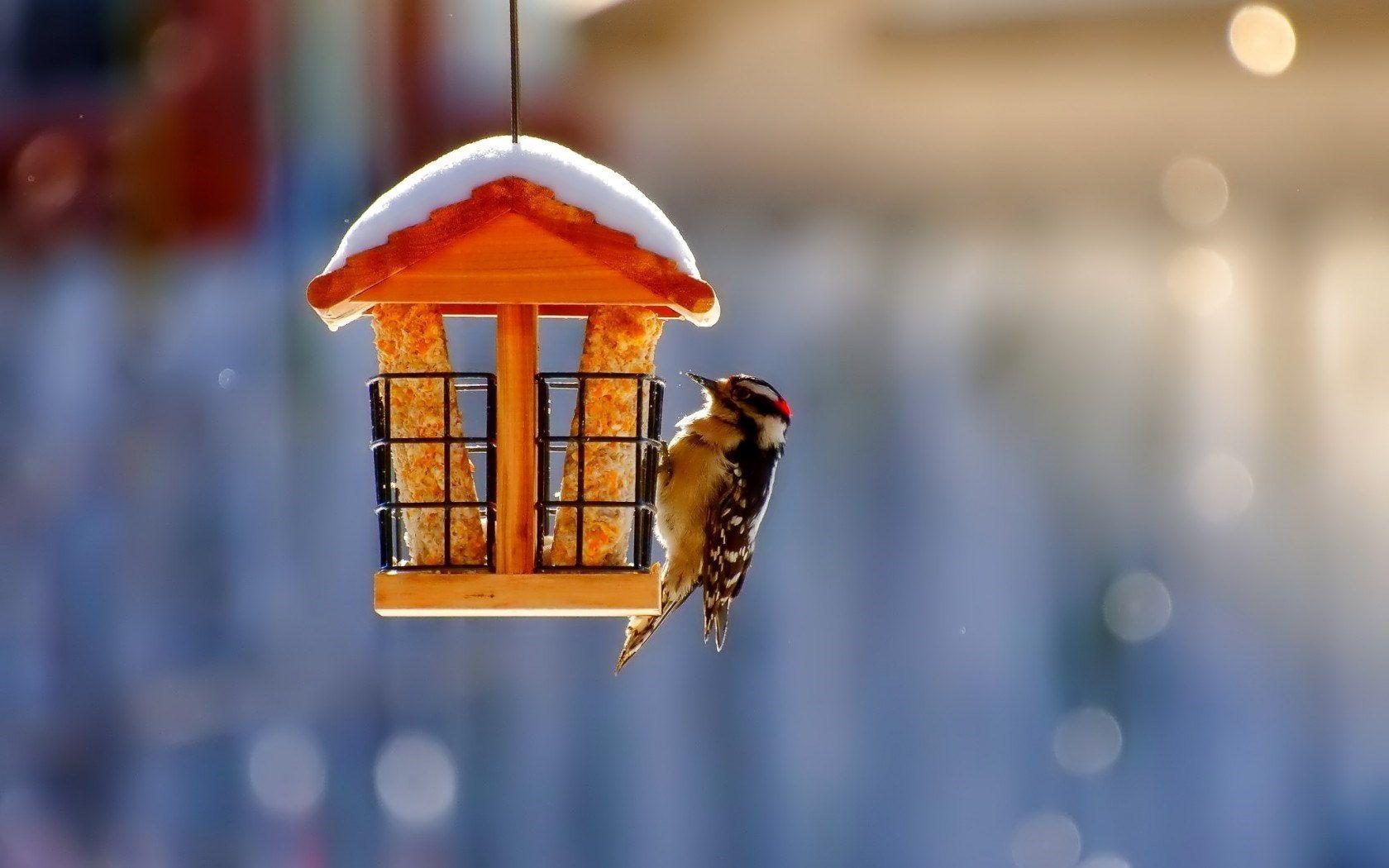 1680x1050 birdhouse bird winter snow nature. Bird, Bird wallpaper, Birds wallpaper hd