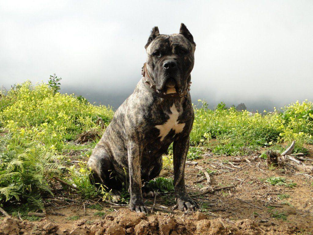 1024x768 Free download Presa Canario Dog Wallpaper Picture Image [1024x768] for your Desktop, Mobile & Tablet. Explore Dogo Wallpaper. Dogo Wallpaper