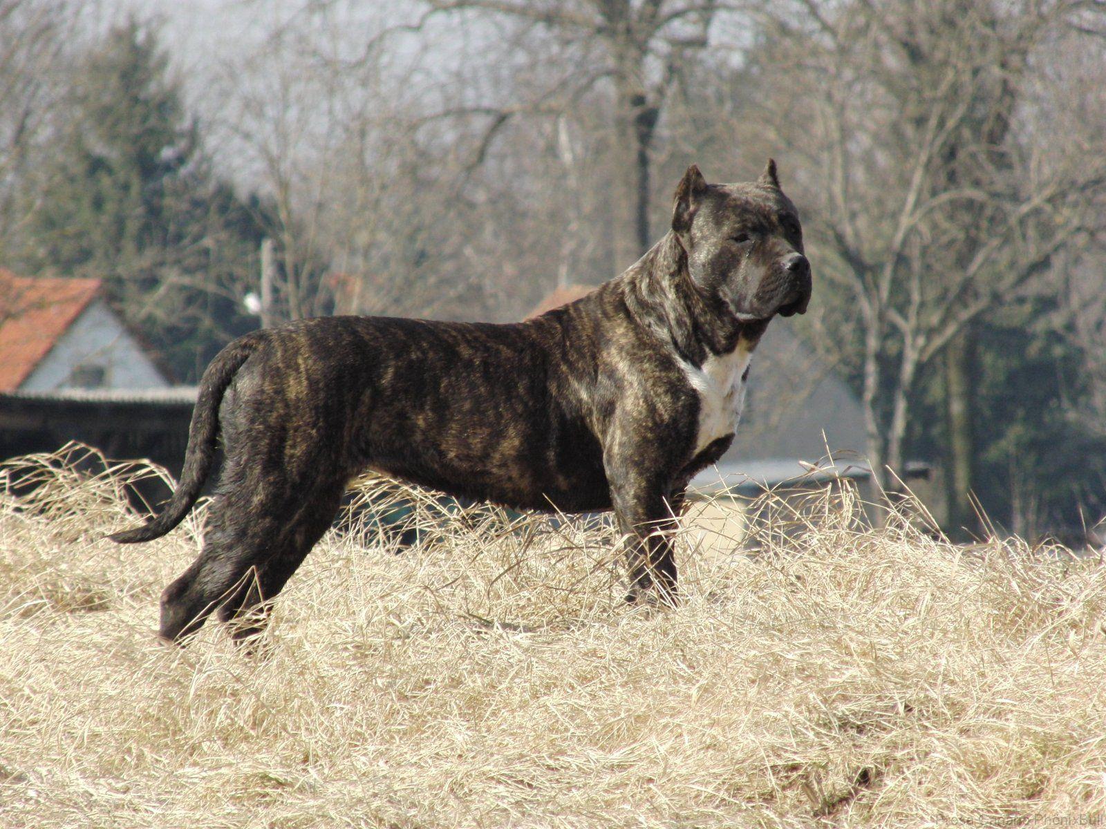 1600x1200 Presa Canario Dog Wallpaper Canario Wallpaper HD HD Wallpaper