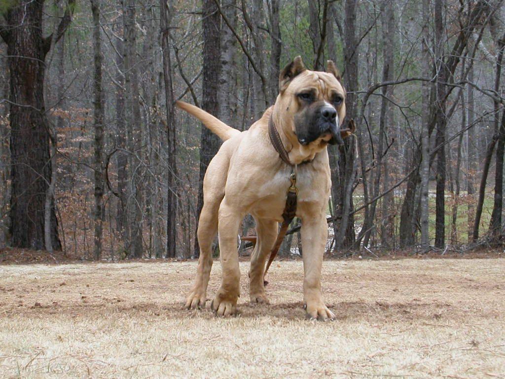 1024x768 Free download Walking Perro de Presa Canario photo and wallpaper [1024x768] for your Desktop, Mobile & Tablet. Explore Dogo Wallpaper. Dogo Wallpaper