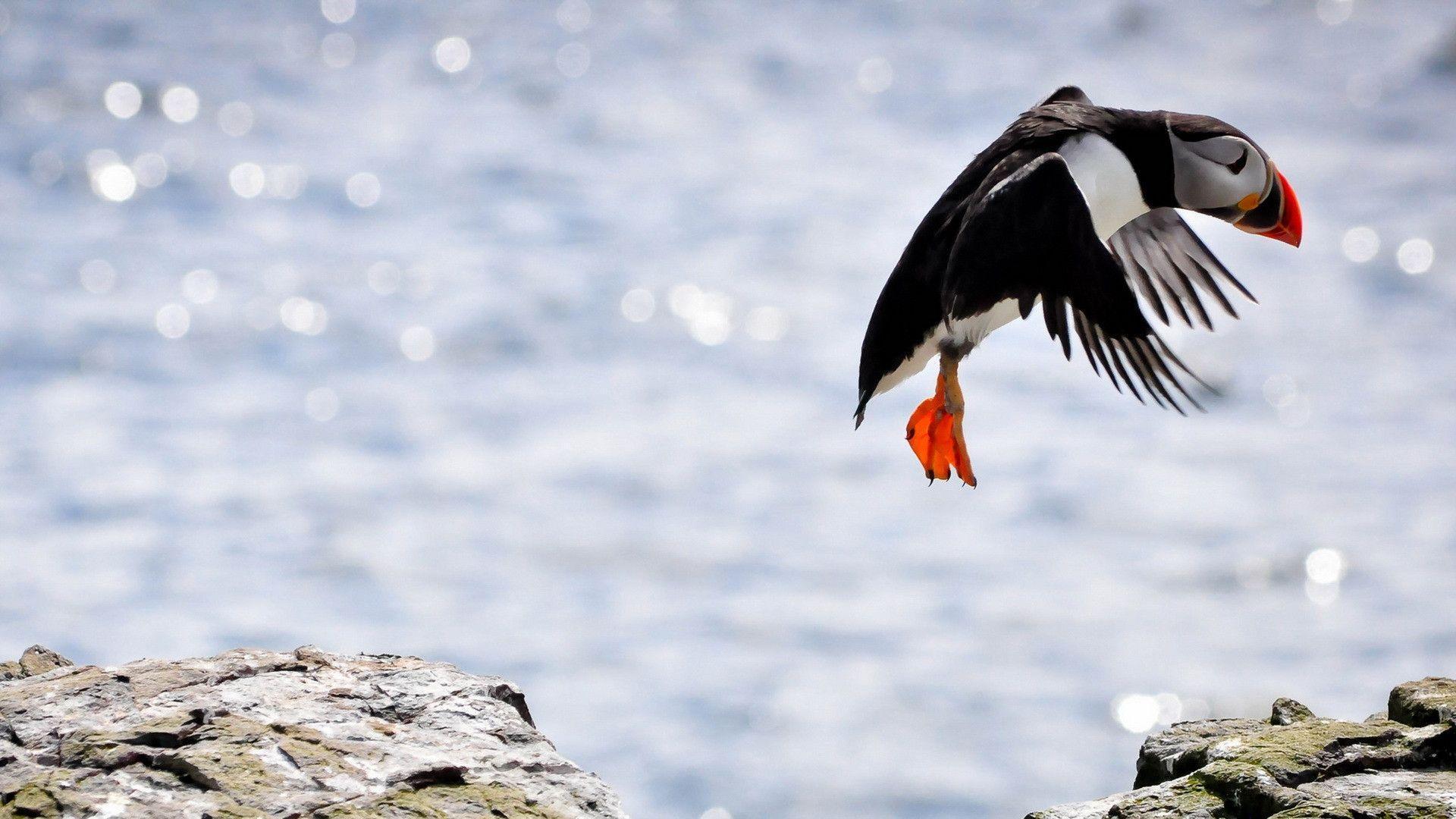 1920x1080 Puffin Wallpaper