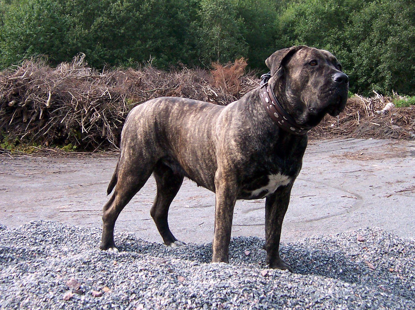 1606x1200 Canary Mastiff Wallpaper