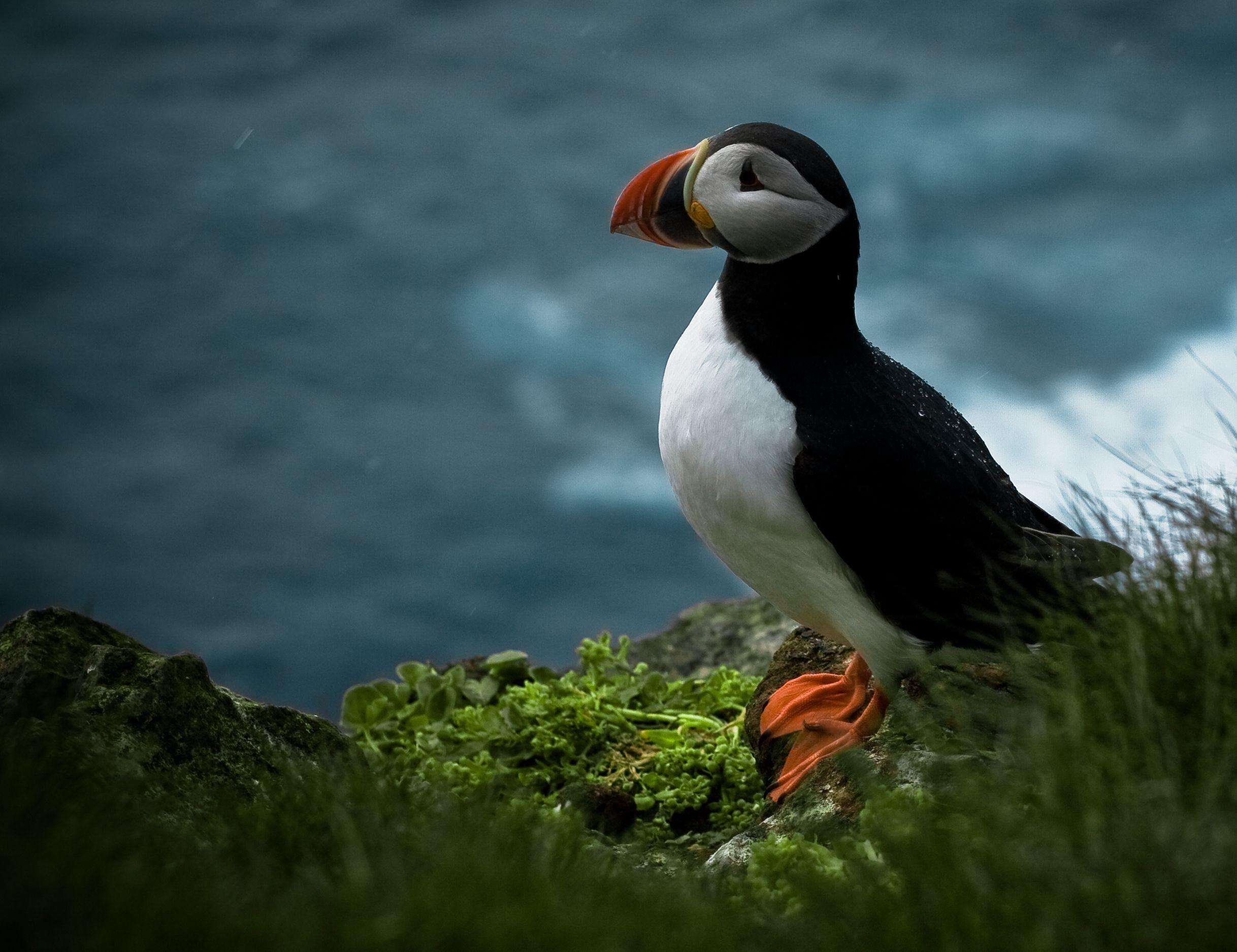2436x1875 Puffin Wallpaper
