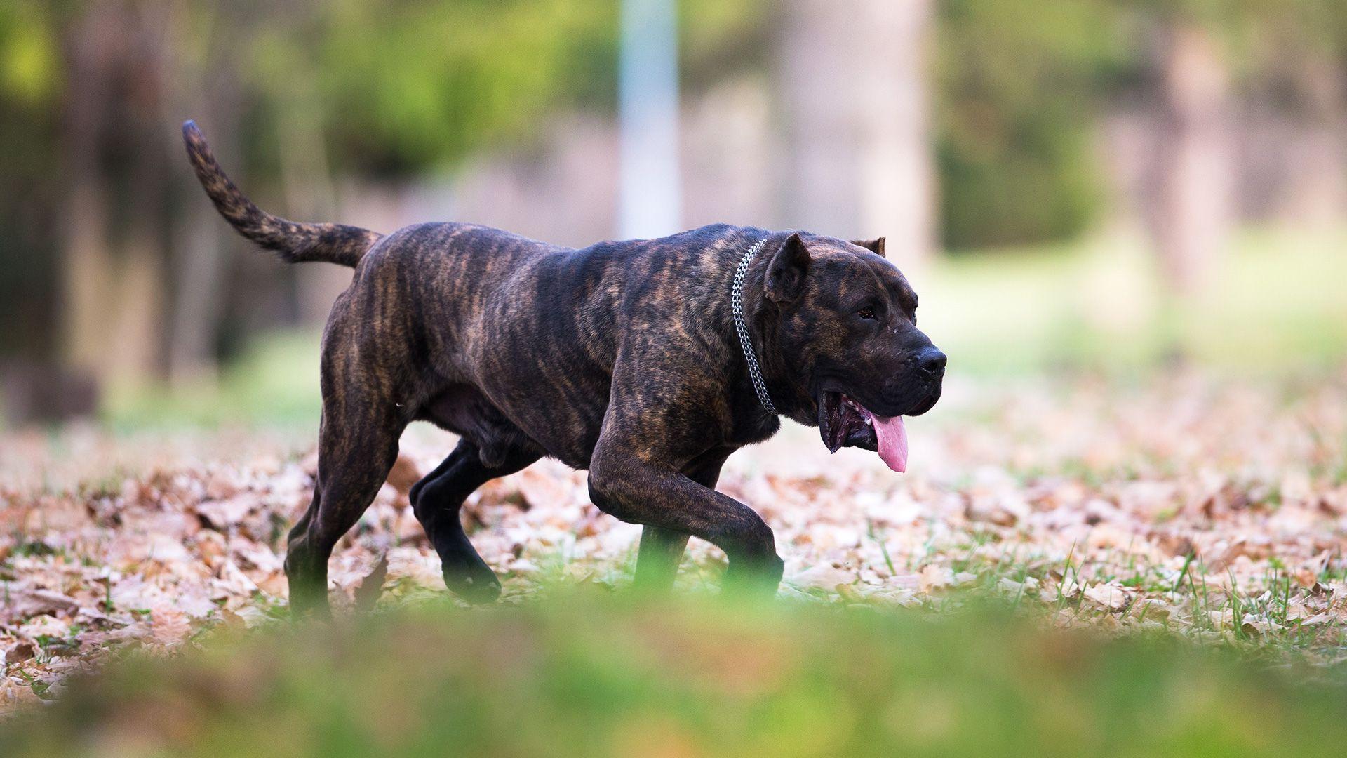 1920x1080 Dogo Canario Djordjoni. Puppies, Puppies, Doggy