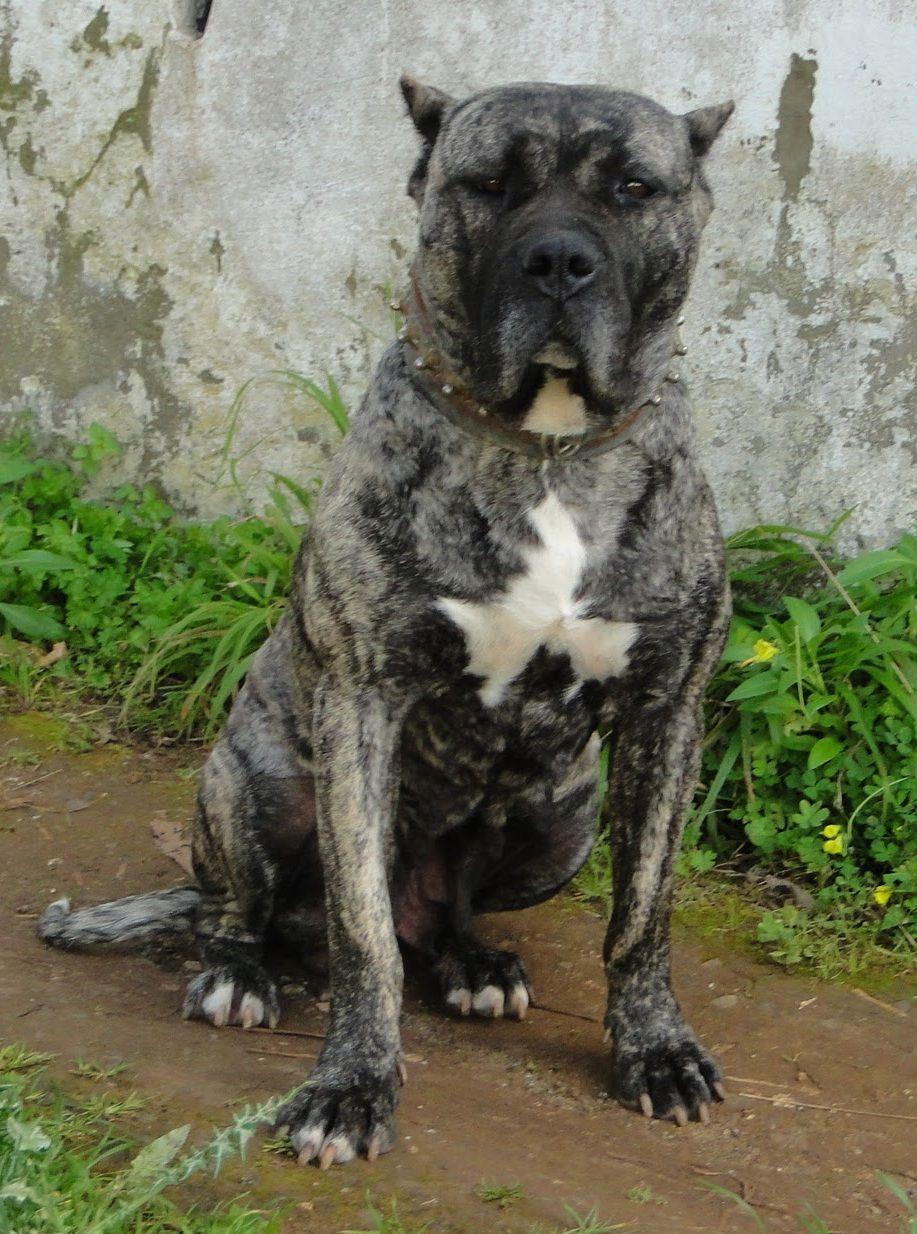 917x1234 Perro de Presa Canario photo and wallpaper. Beautiful Perro de Presa Canario picture