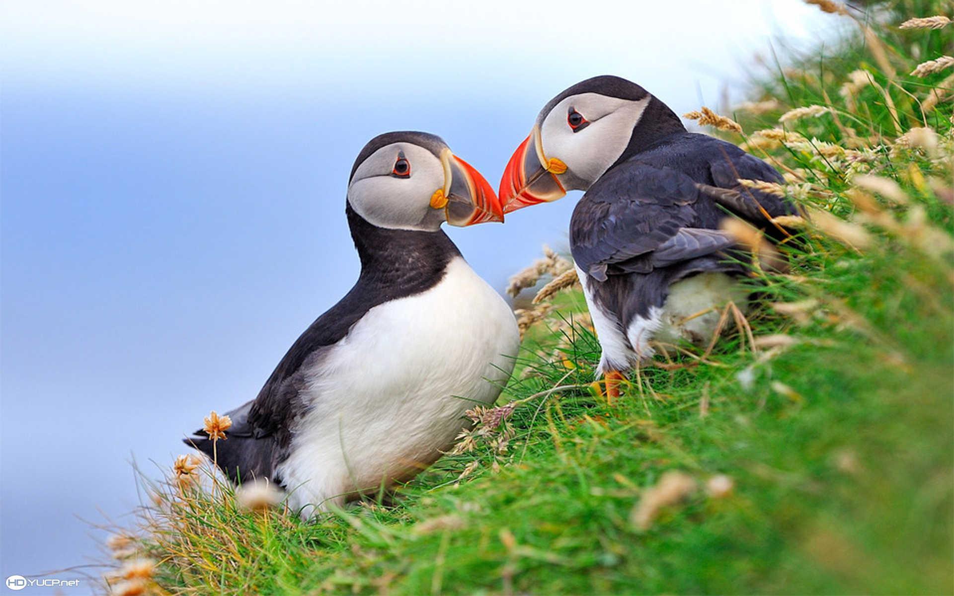 1920x1200 Puffin Wallpaper