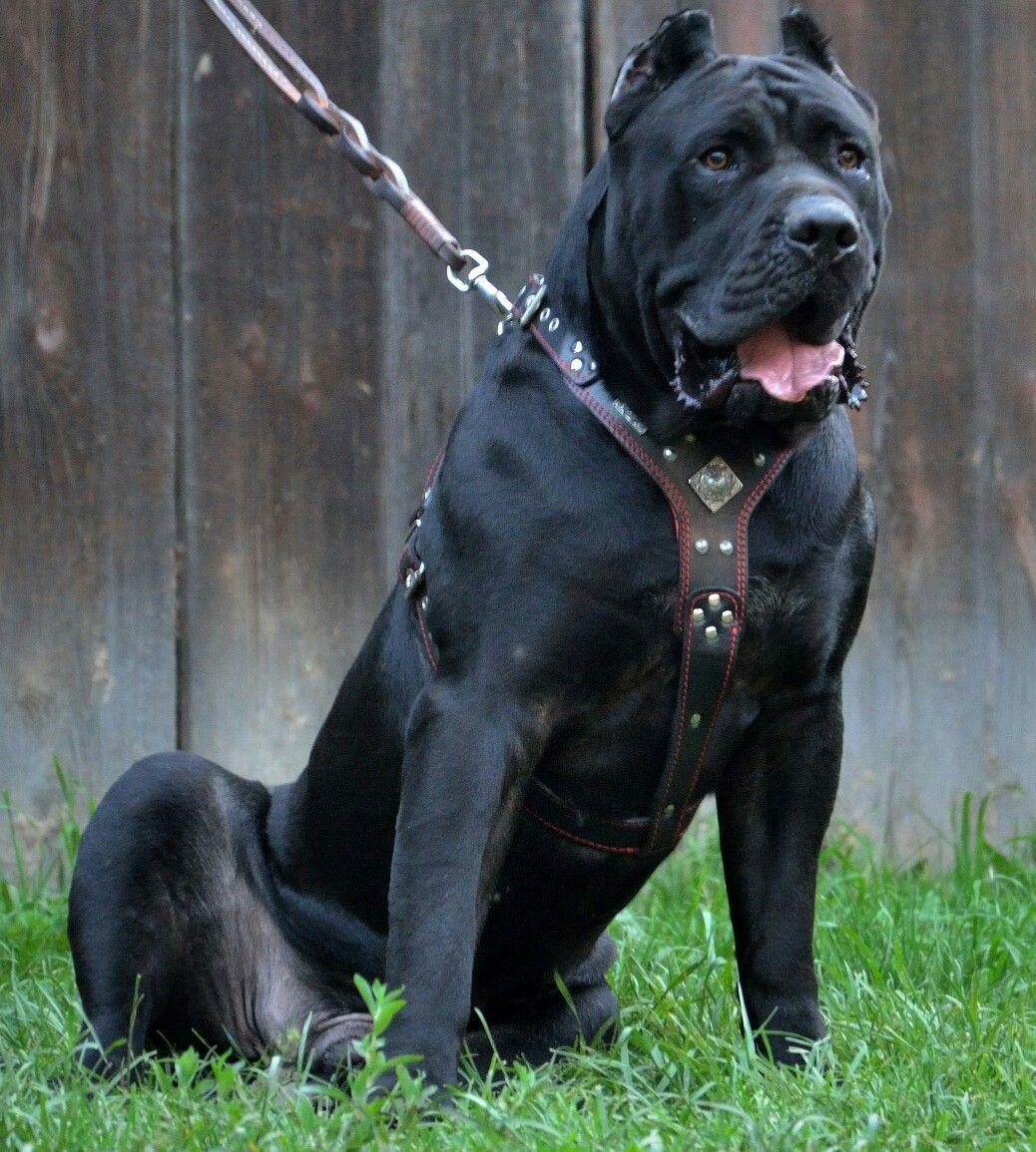 1038x1155 Presa Canario Info, Temperament, Puppies, Picture