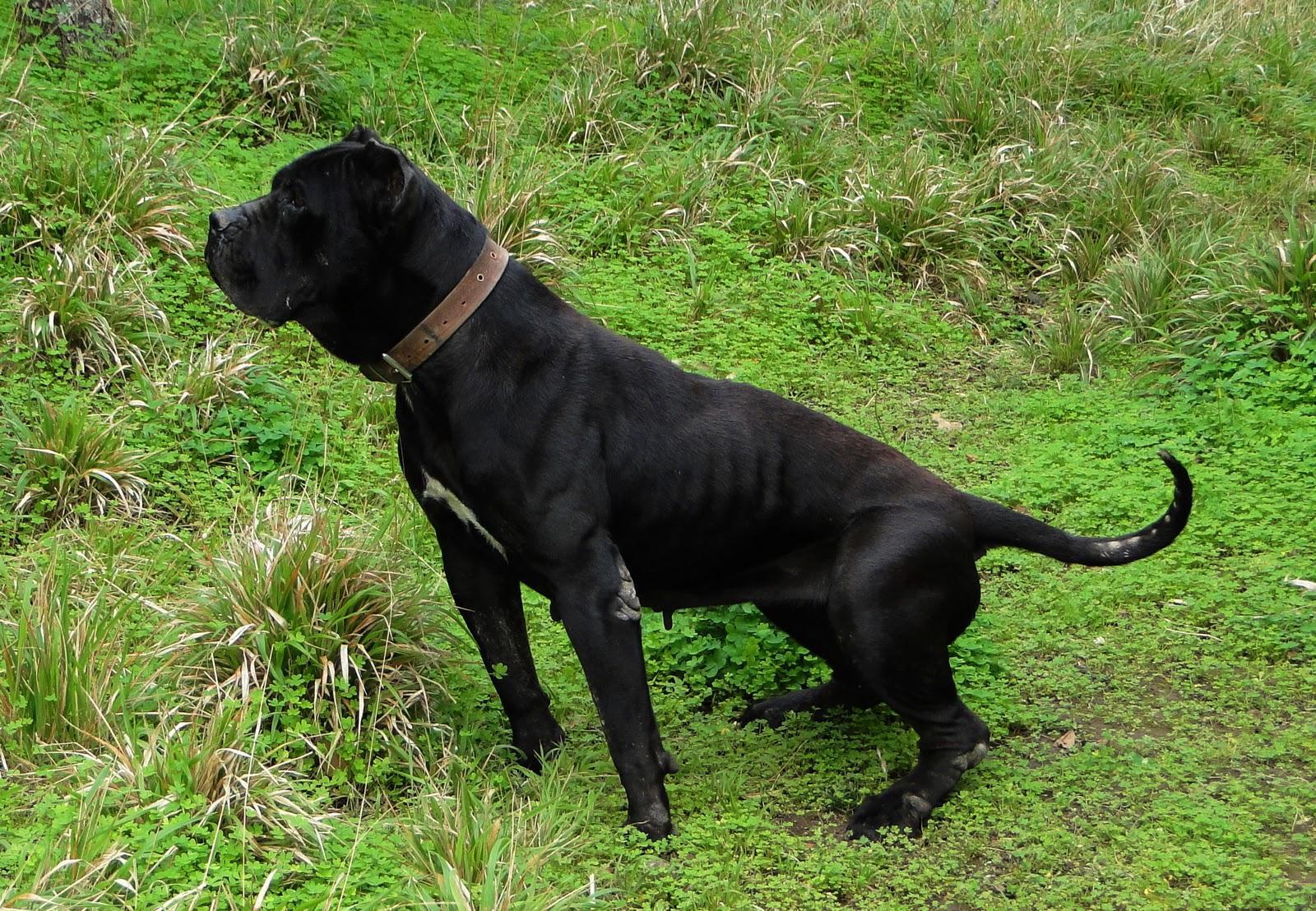1600x1108 Perro de Presa Canario Wallpaper HD Download