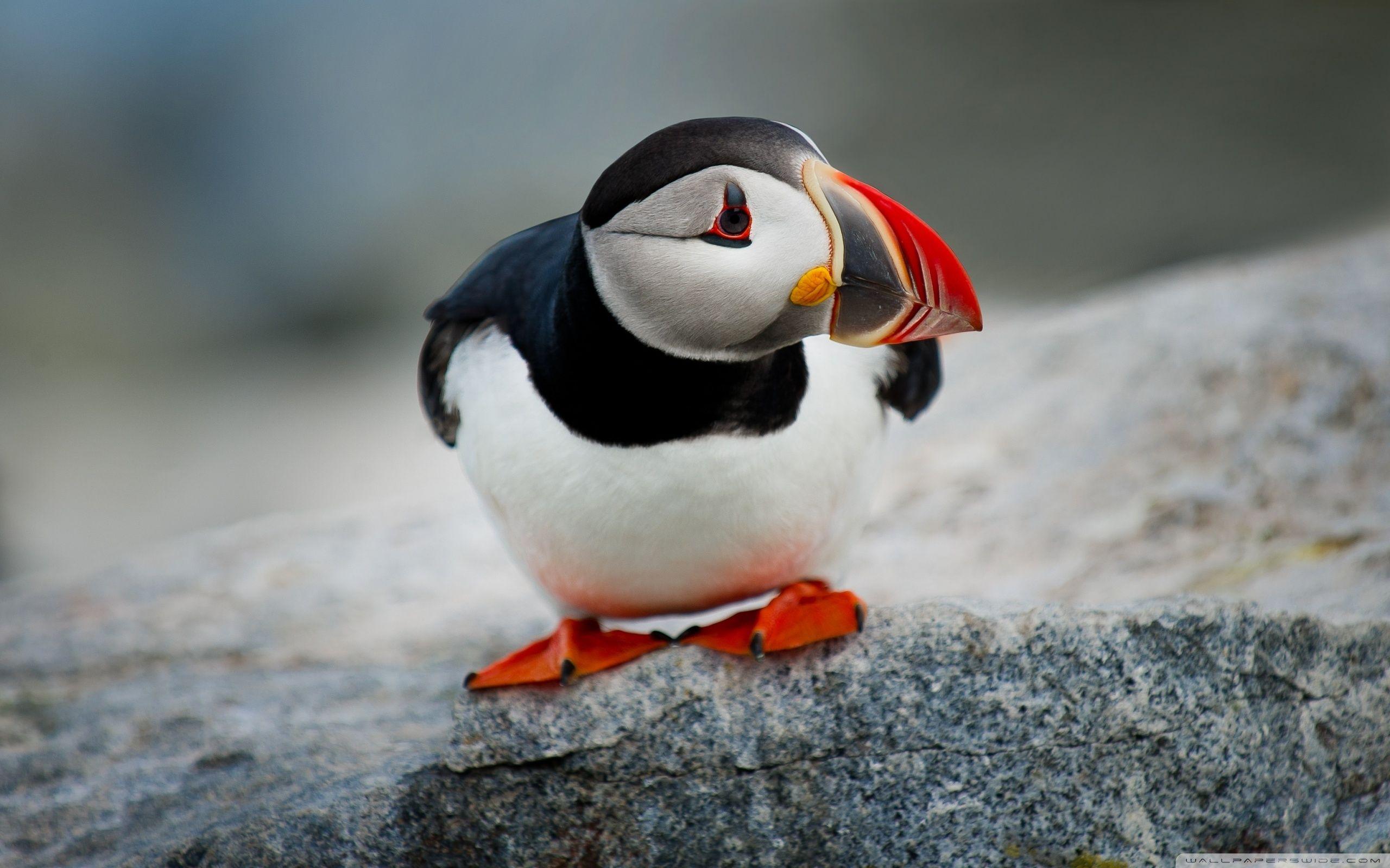 2560x1600 Atlantic Puffin Bird Ultra HD Desktop Background Wallpaper for 4K UHD TV : Widescreen & UltraWide Desktop & Laptop : Tablet
