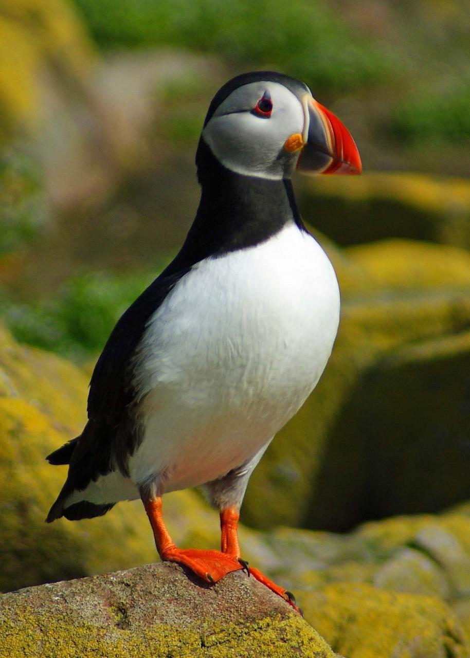 914x1280 Puffin Wallpaper HD for Android