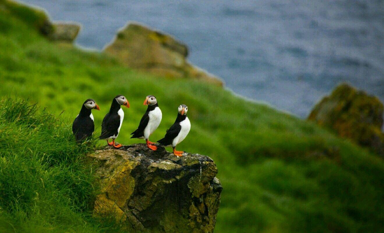 1319x800 Wallpaper for pc. Puffin, Bird, Animals