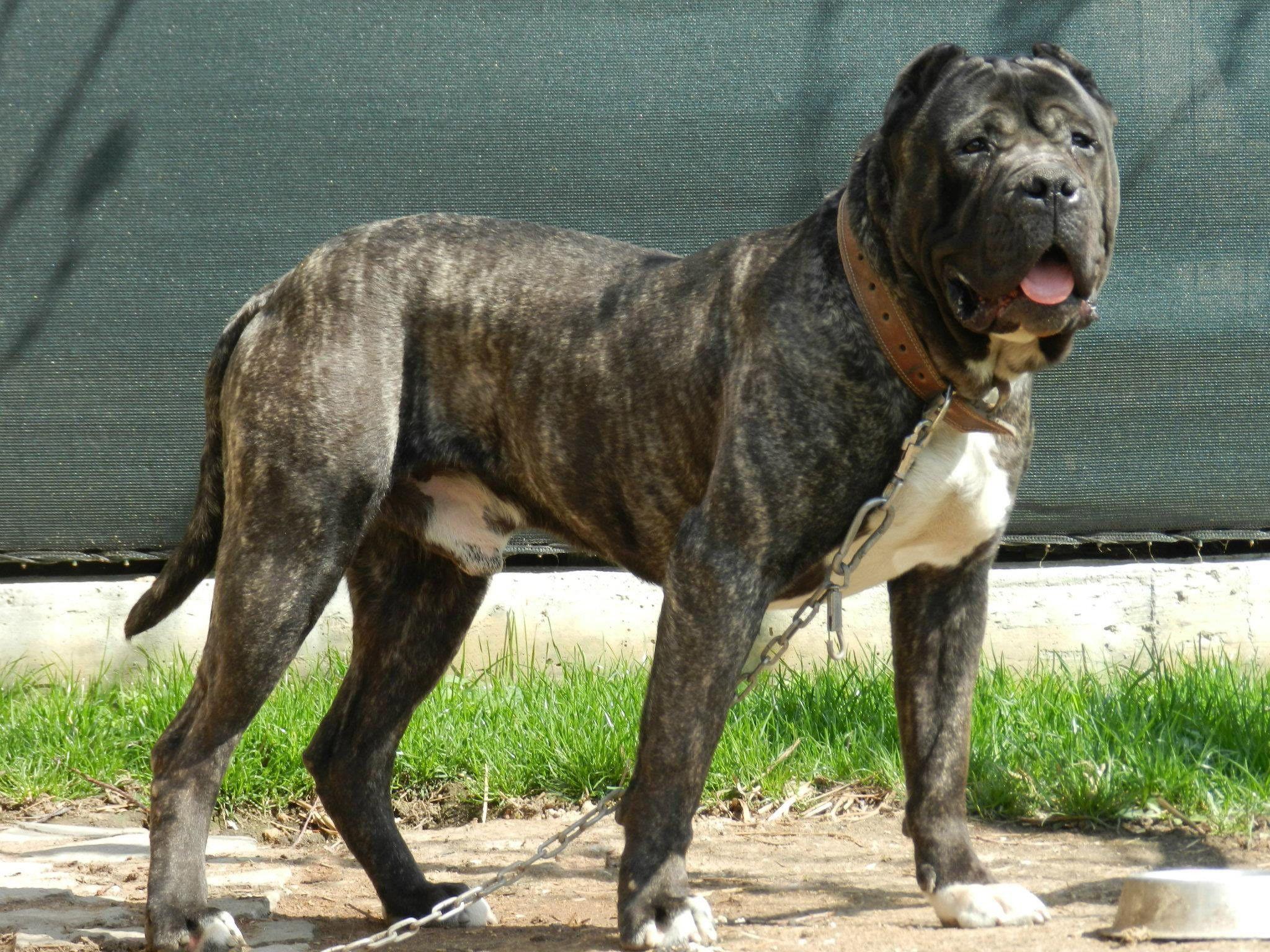 2048x1536 Presa, Canario, Dog, HD, Wallpaper, Free, Download, Dog, Image, Doggy, Puffy Dogs, Free, 2048x1536