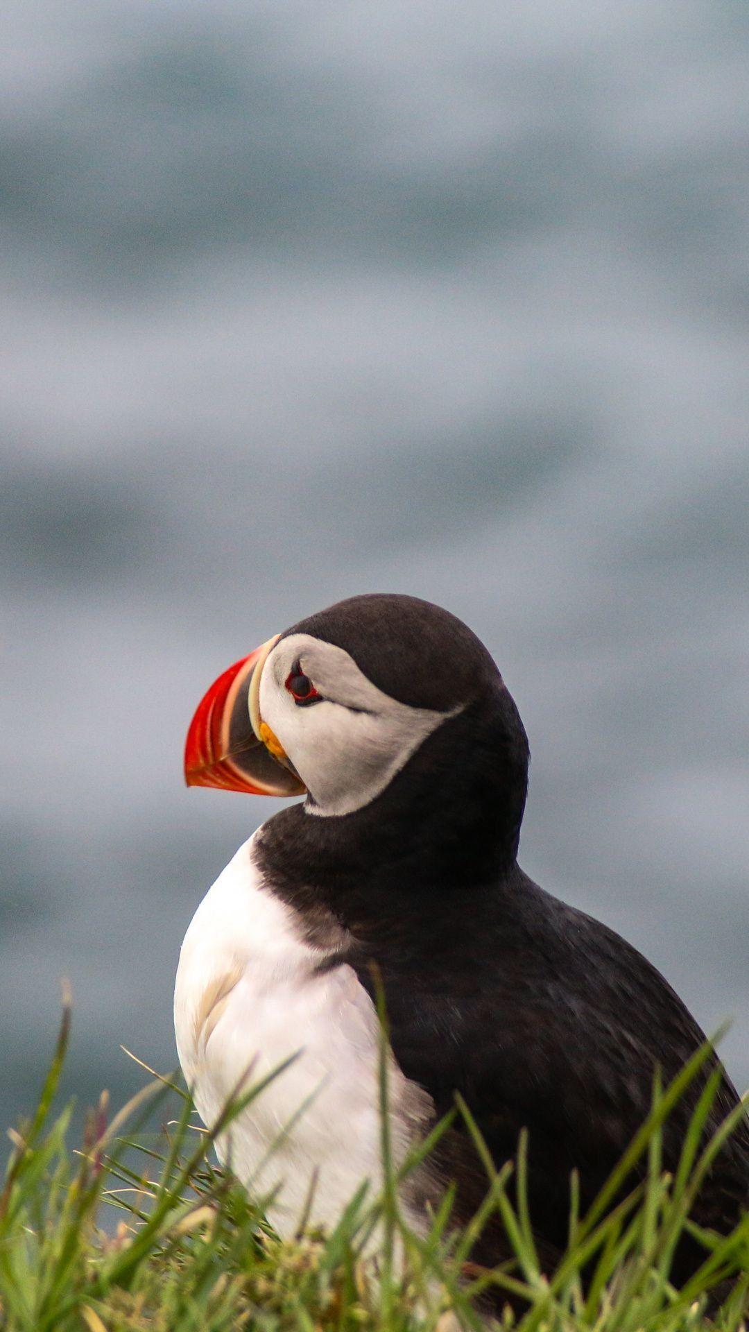 Puffin Wallpapers - Top Free Puffin Backgrounds - WallpaperAccess