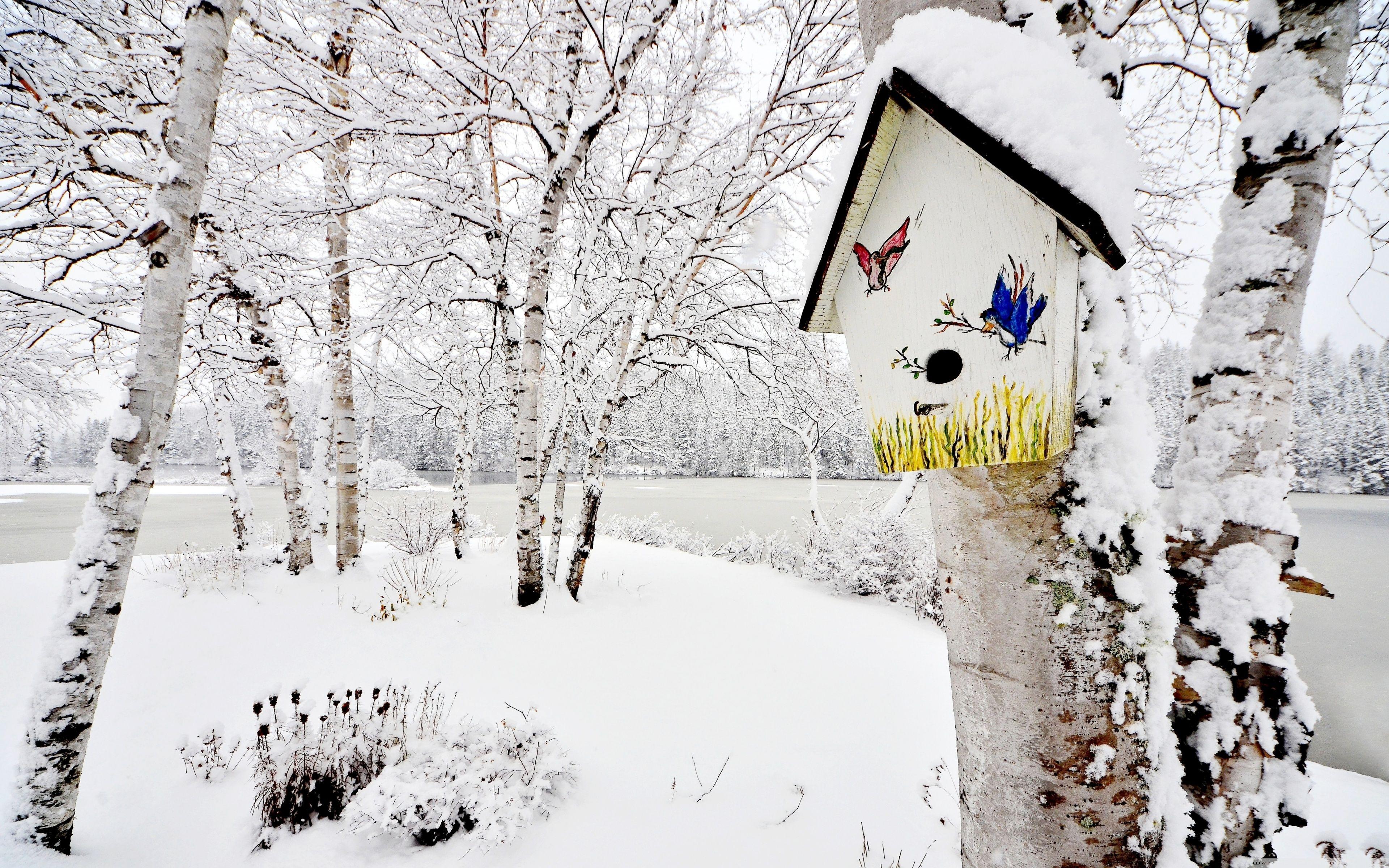 3840x2400 Snowy Birdhouse Ultra HD Desktop Background Wallpaper for 4K UHD TV : Widescreen & UltraWide Desktop & Laptop : Tablet