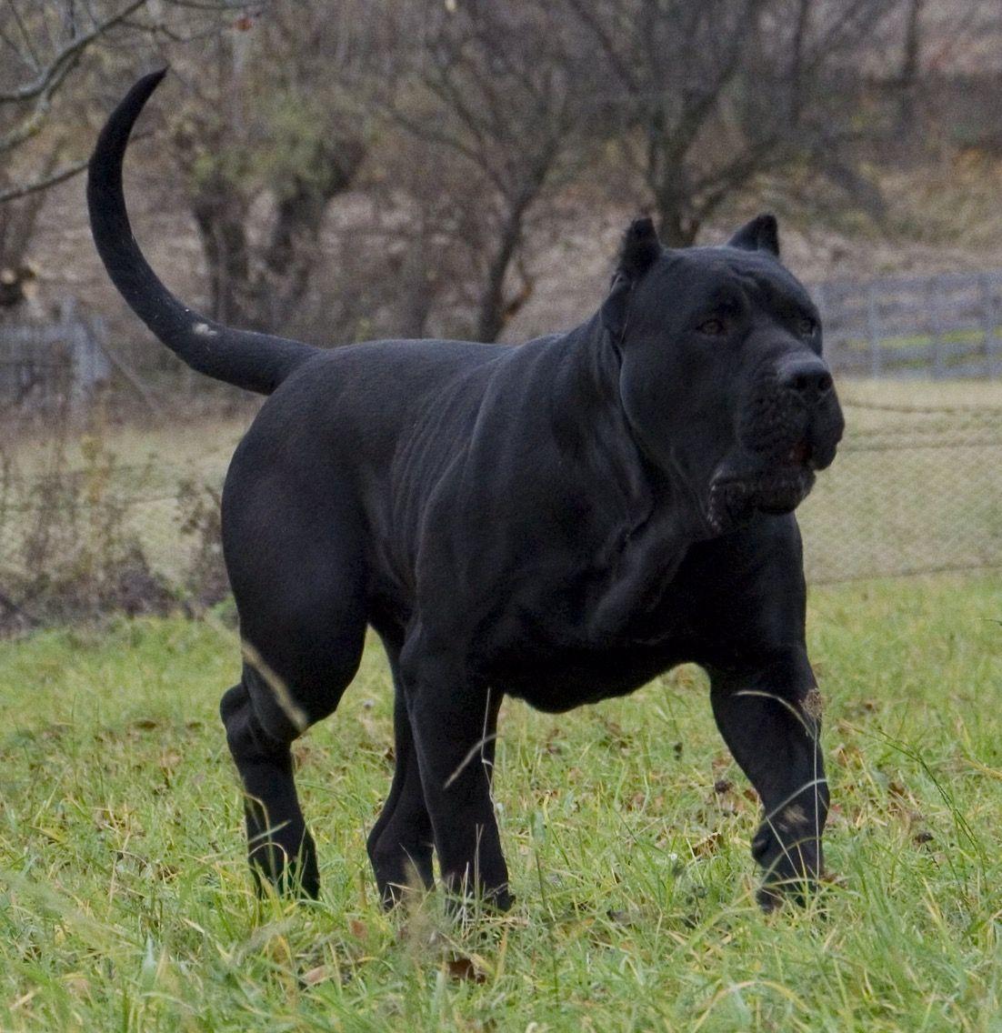 1102x1136 Canary Mastiff Wallpaper