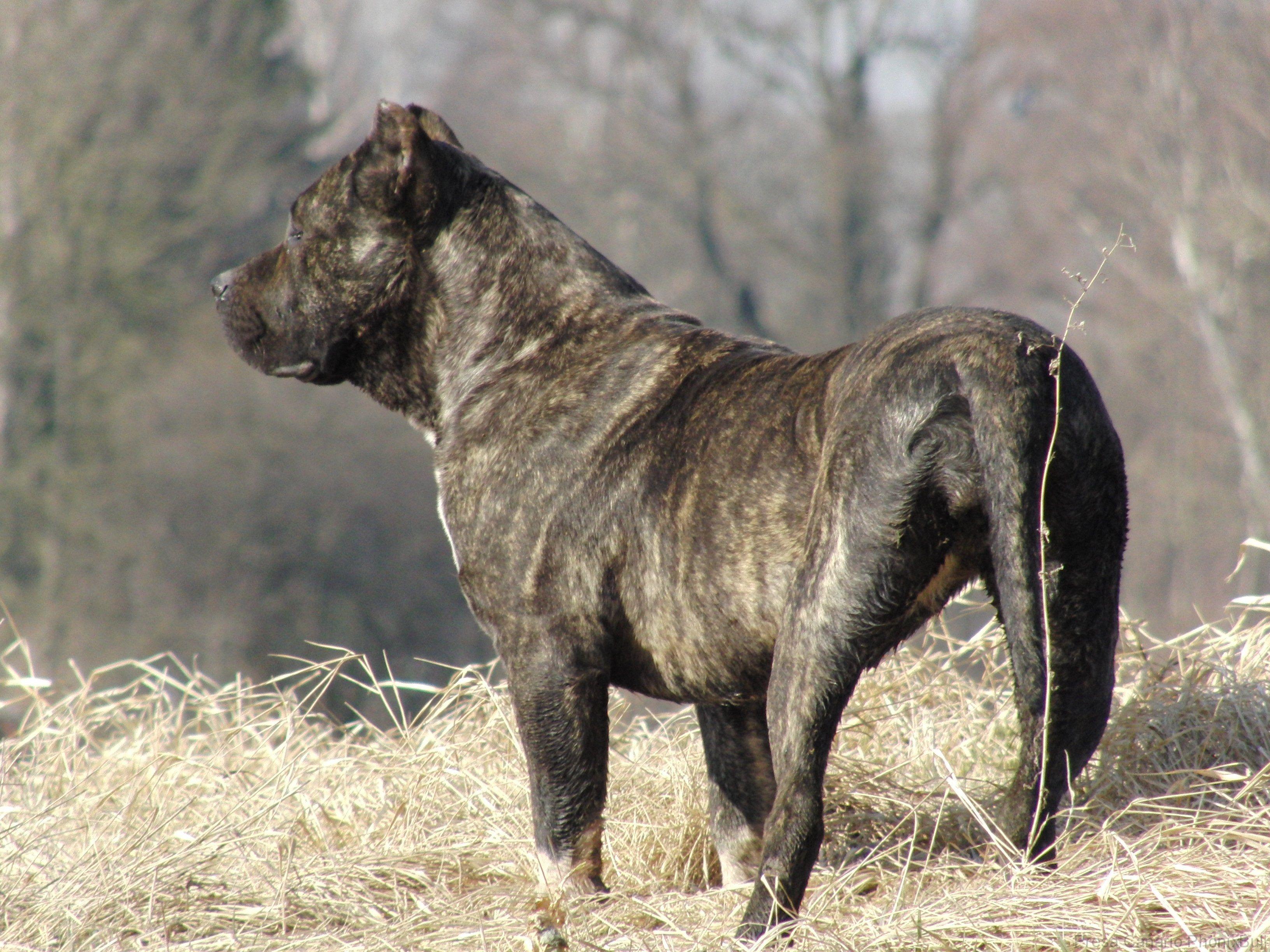 3264x2448 desktop presa canario dog new wallpaper presa canario dog image 1214 - Presa Canario Dog HD Wallpaper