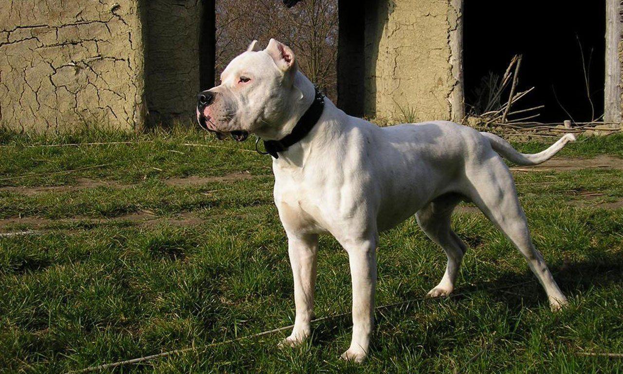 1280x768 Grand Dogo Dangerous Dozen Most Dangerous Dog Canario Dog White Wallpaper & Background Download
