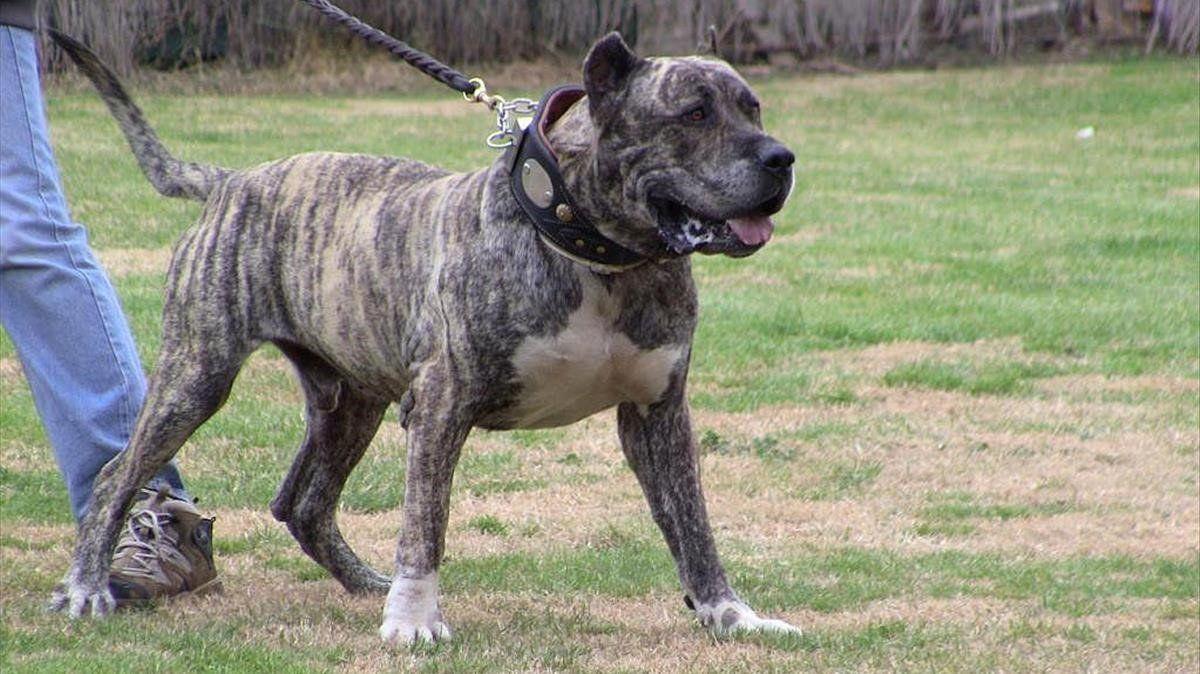 1200x674 Dog: Presa Canario, Size, Behavior, Main diseases, Basic care, Curiosities