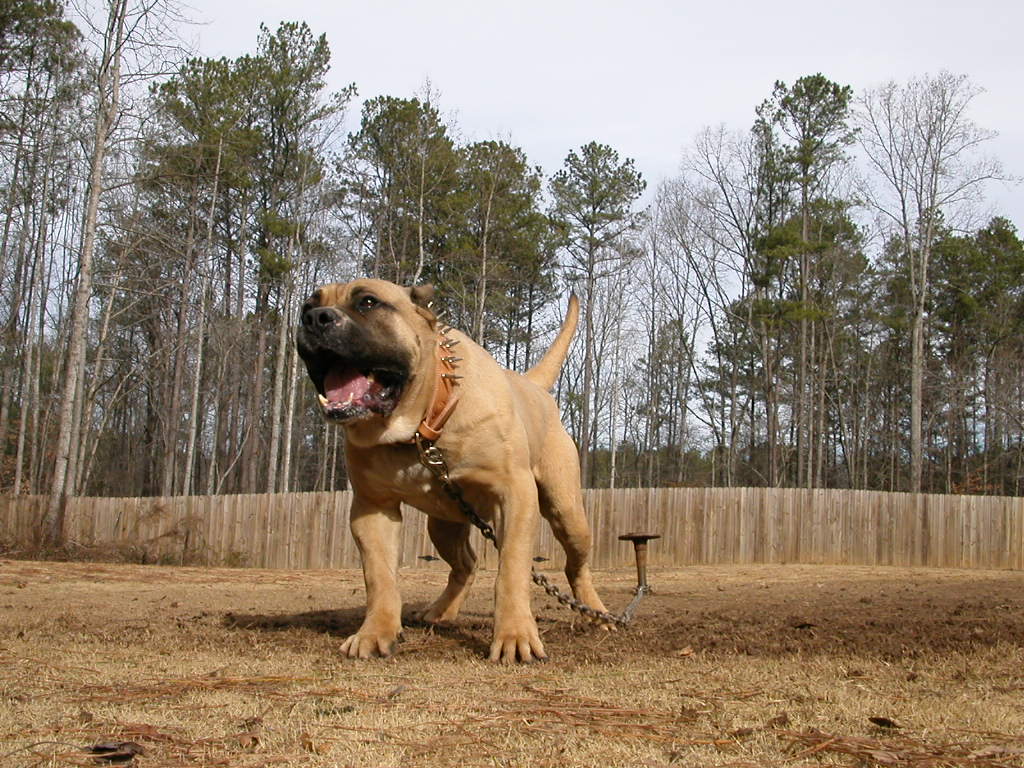 1024x768 Presa Canario