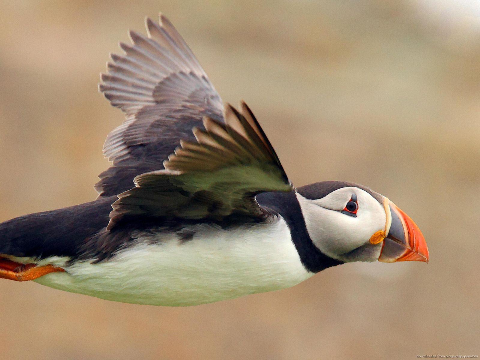 1600x1200 Puffin Flying. Puffins bird, Sea birds, Puffin
