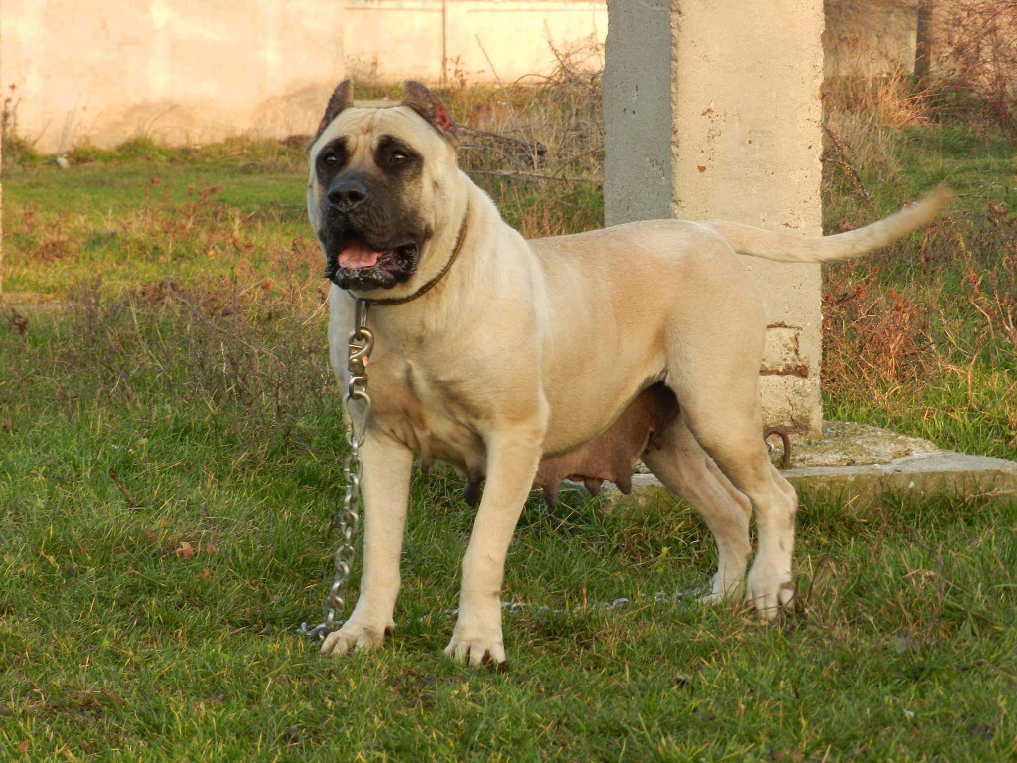 2048x1536 Presa Canario K9 Dog Sales