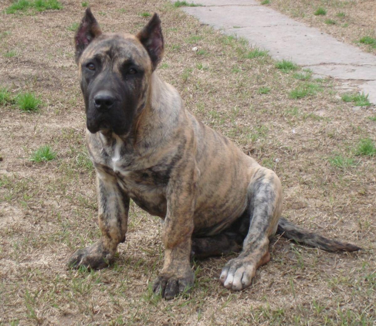 1200x1043 Cute, Presa, Canario, Dog, Top, Image, HD, Wallpaper, Widescreen, Lovely Animals, Puffy Dogs, Mut, 1465x1273