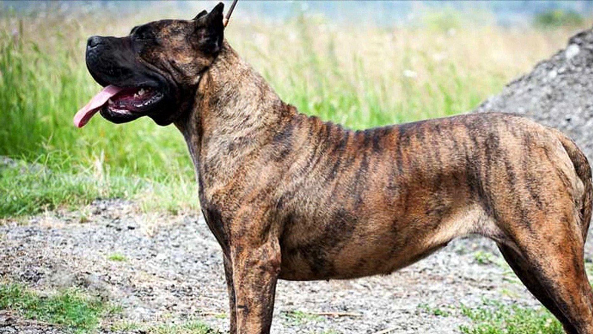 1920x1080 Difference between Presa Canario and Dogo Canario