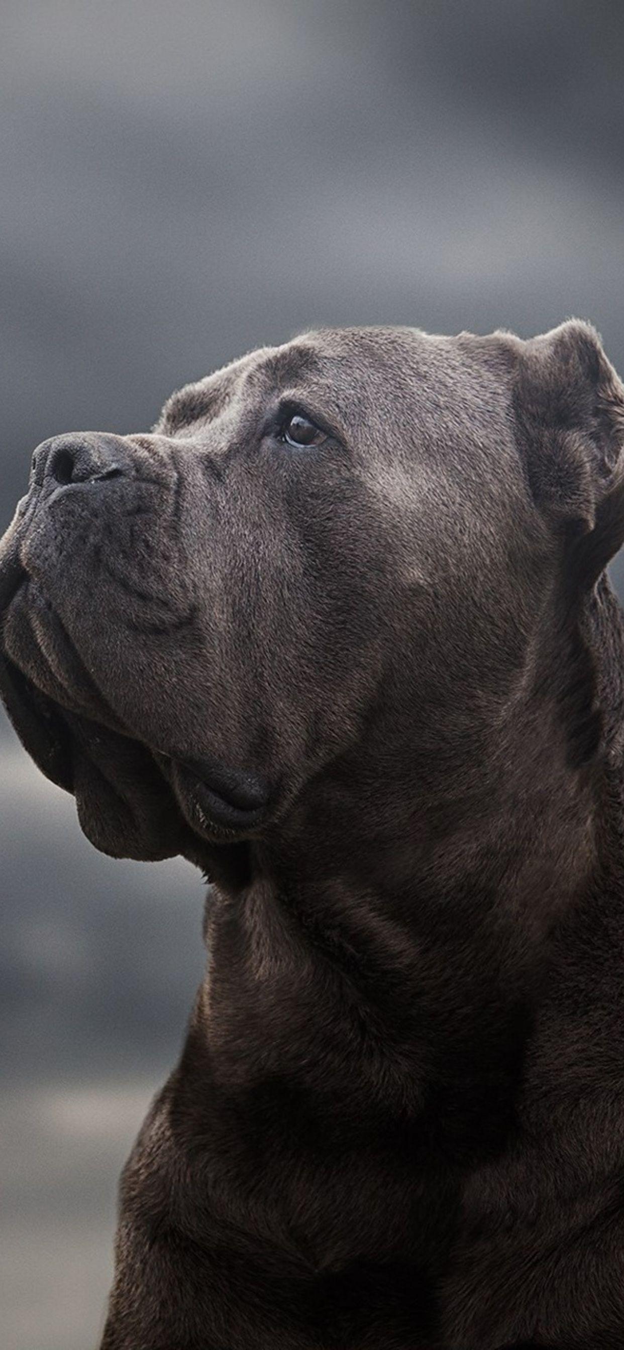 1242x2688 Cane Corso iPhone XS MAX HD 4k Wallpaper, Image, Background, Photo and Picture