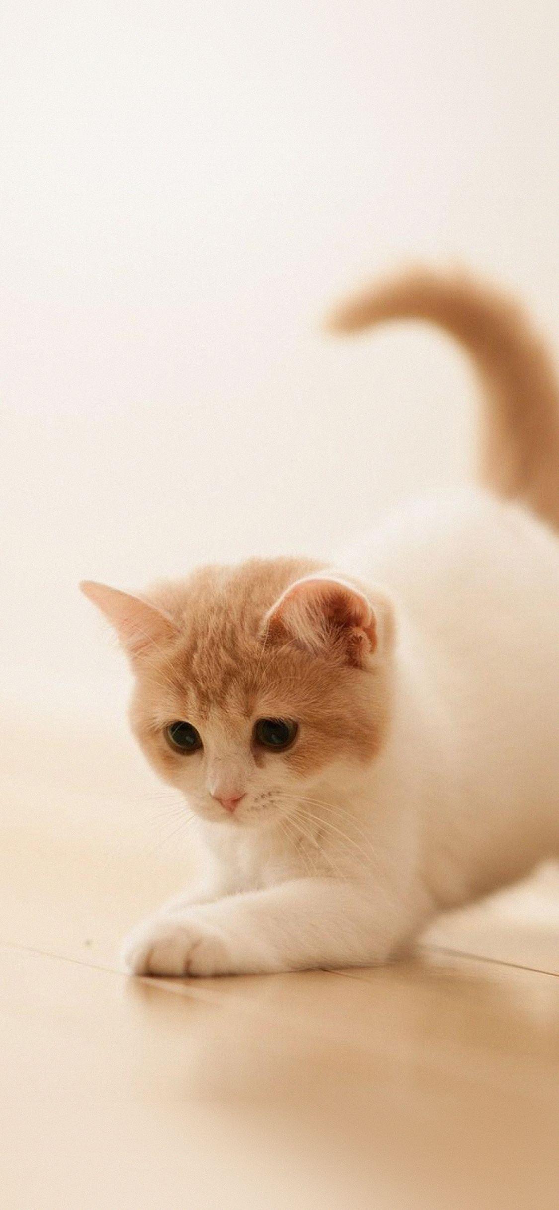 1125x2436 iPhone X wallpaper. cute cat kitten animal
