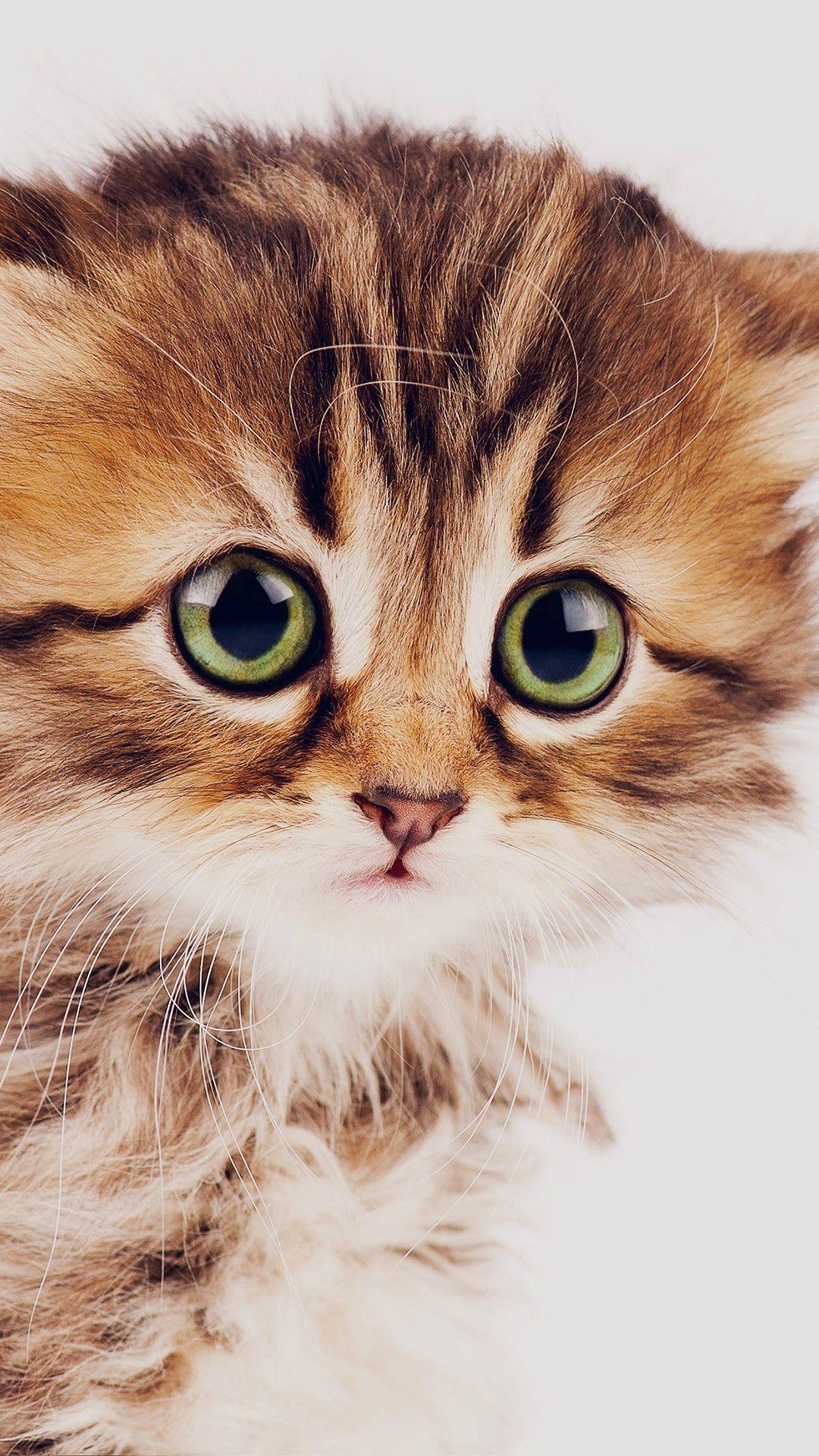 1080x1920 Cute Cat HD iPhone Wallpaper