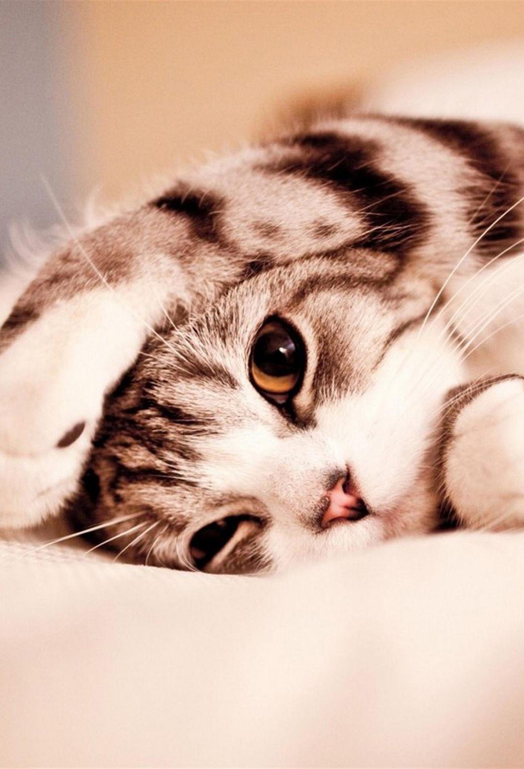 1040x1526 Kittens HD iPhone Wallpaper The Best HD Wallpaper