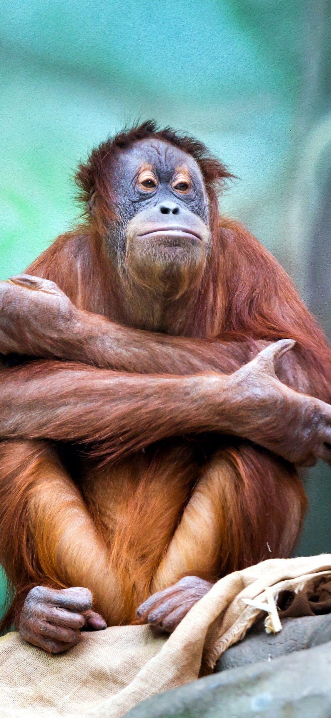 Orangutan iPhone Wallpapers  Top Free Orangutan iPhone Backgrounds   WallpaperAccess