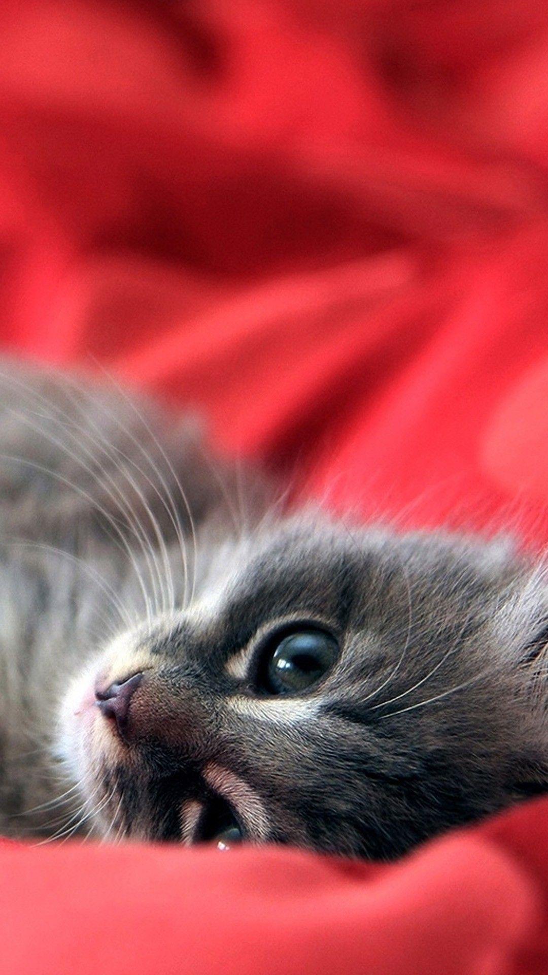 1080x1920 Cute Kitten