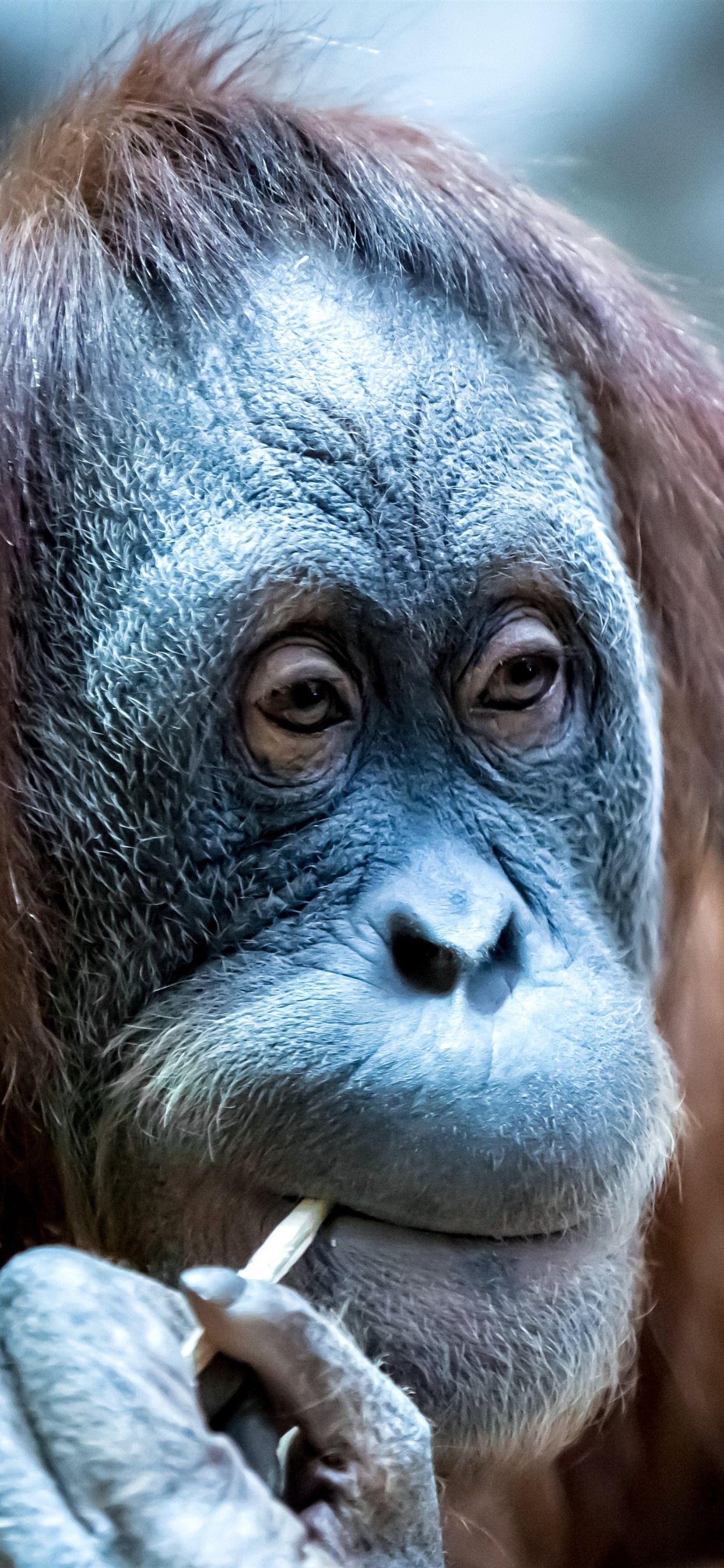 1242x2688 Orangutan, Look, Animal 1242x2688 IPhone 11 Pro XS Max Wallpaper, Background, Picture, Image