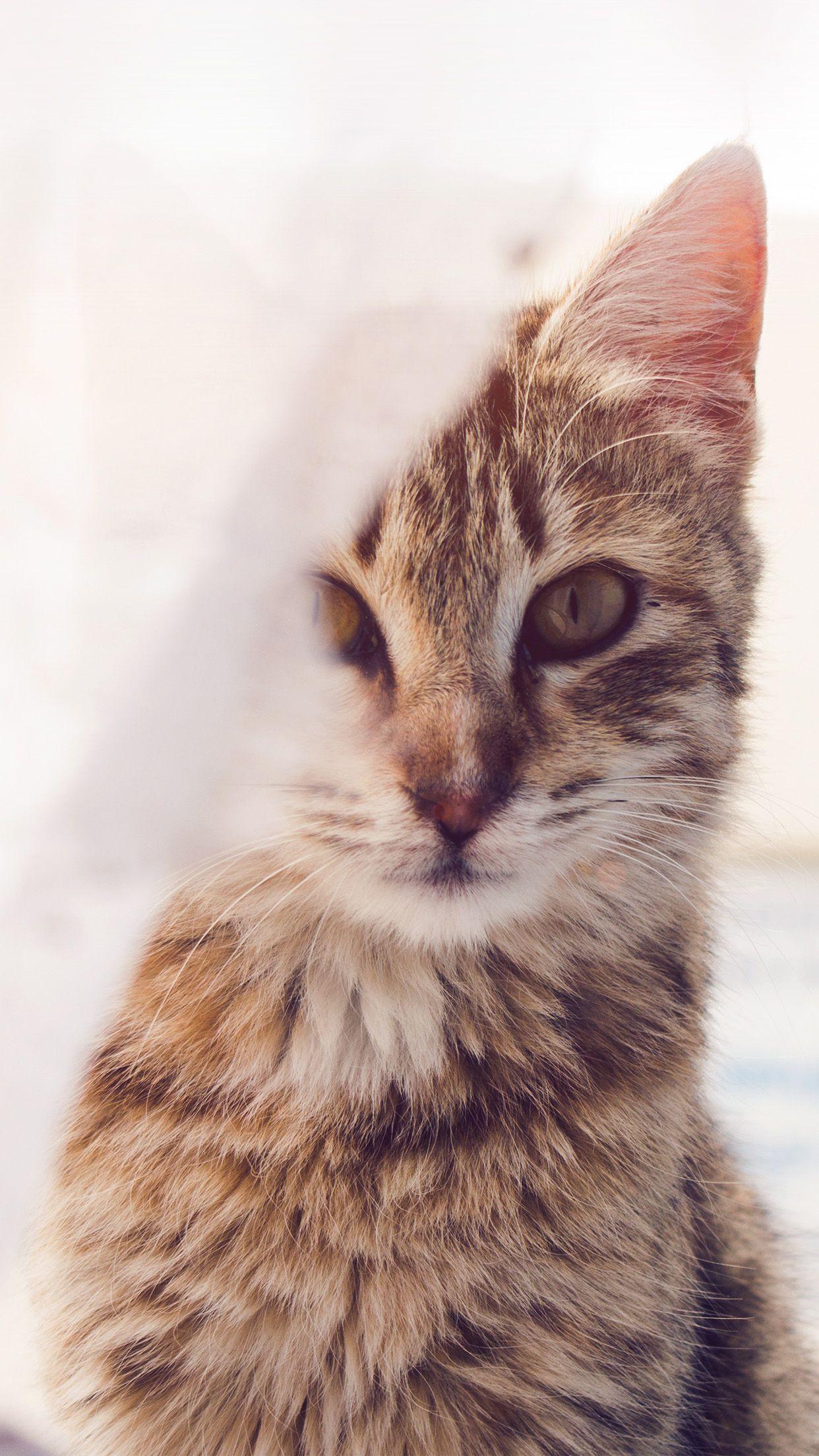 1242x2208 iPhone wallpaper. cat watching you eye animal cute morning kitten flare