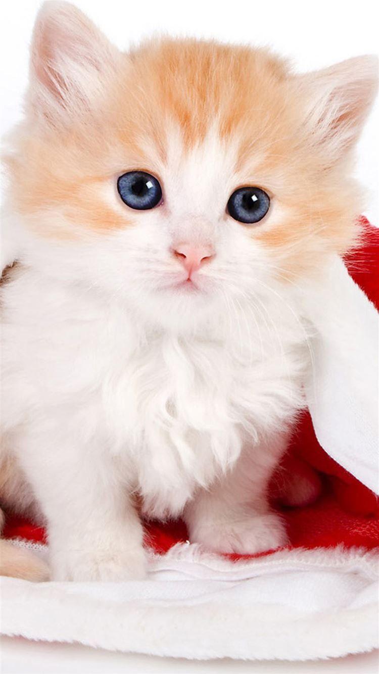 750x1334 Funny Kitten iPhone 8 Wallpaper Free Download