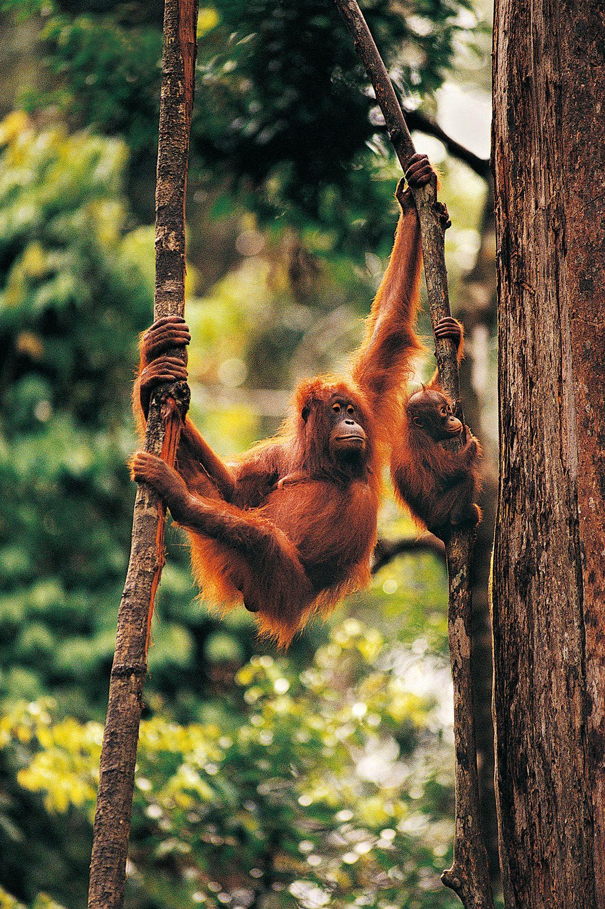 1200x1802 Woods, Climbing Trees, Orangutans