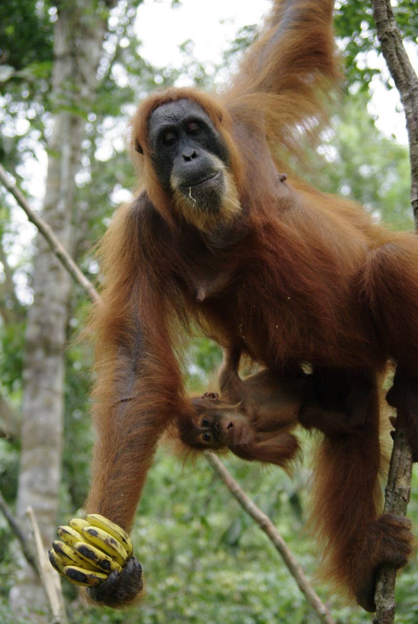 857x1280 Orangutan wallpaper