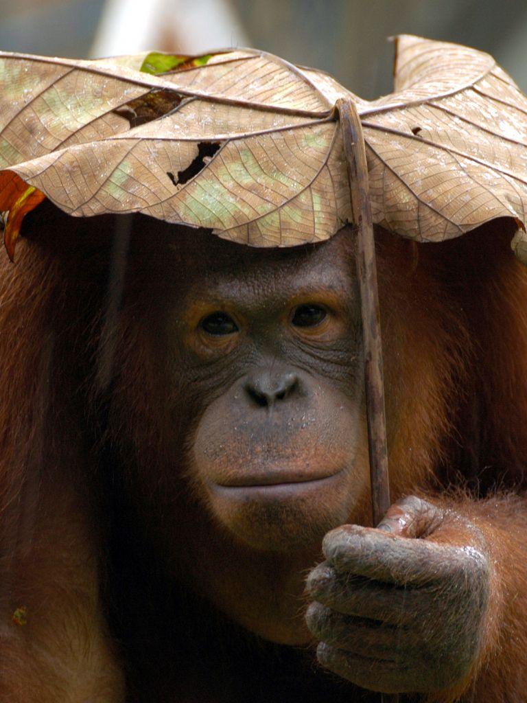 768x1024 Free download Orangutan Wallpaper Image Group 44 [2256x1500] for your Desktop, Mobile & Tablet. Explore Orangutan Wallpaper. Orangutan Wallpaper, Orangutan Wallpaper, Baby Orangutan Wallpaper